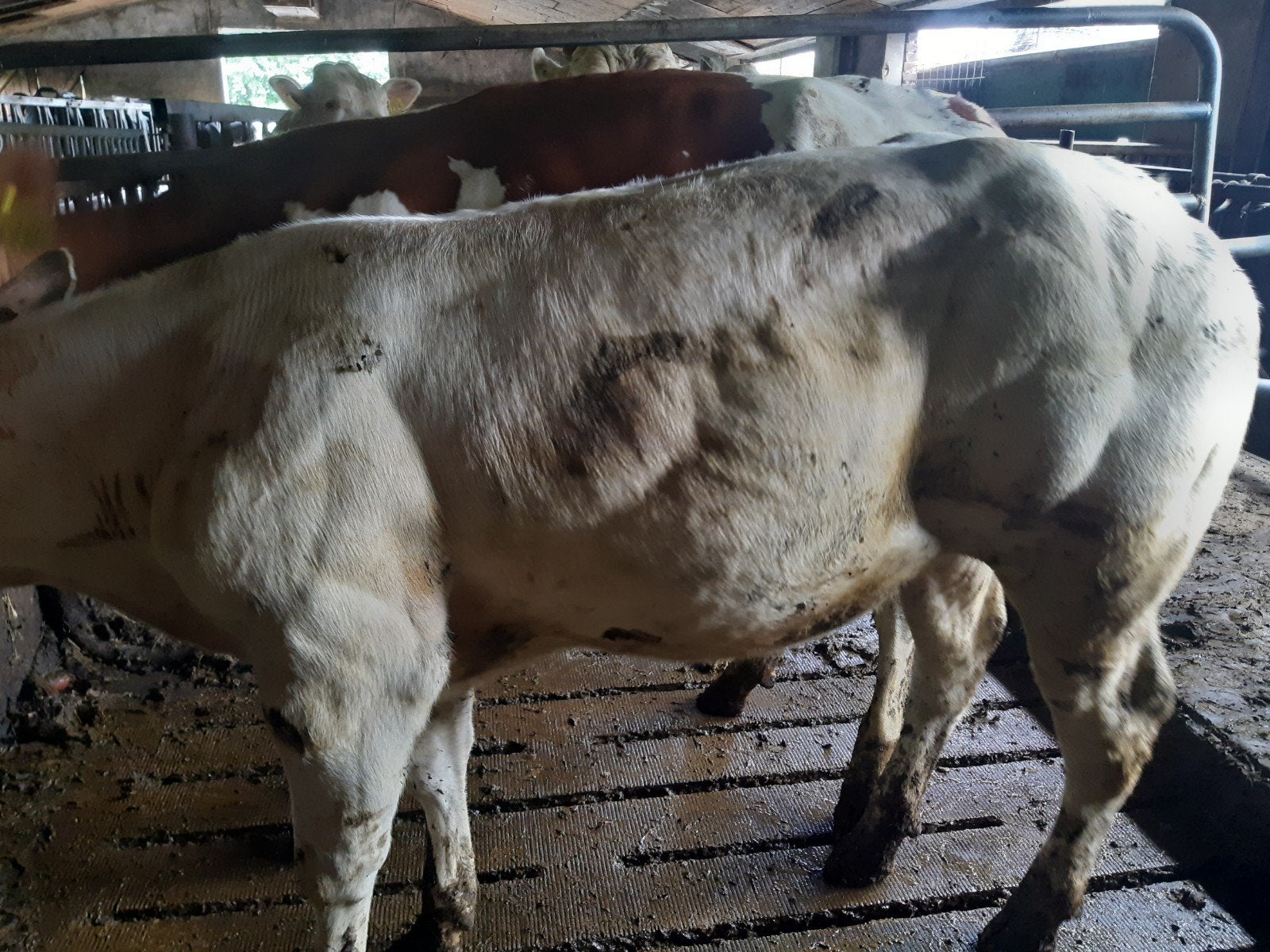 Te koop BWB pink en BWB dekstieren, Meerdere dieren
