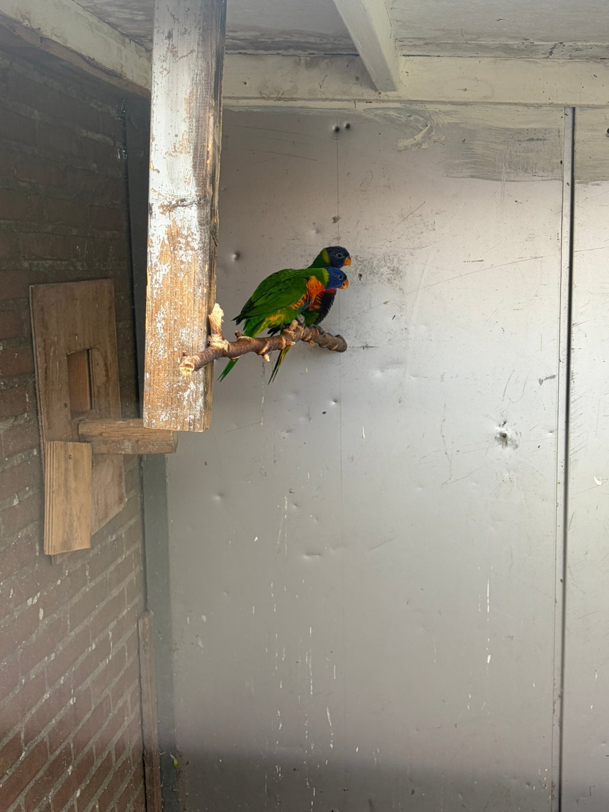 2 jonge lories 2026 geringd, Dieren en Toebehoren, Meerdere dieren, Parkiet, Geringd