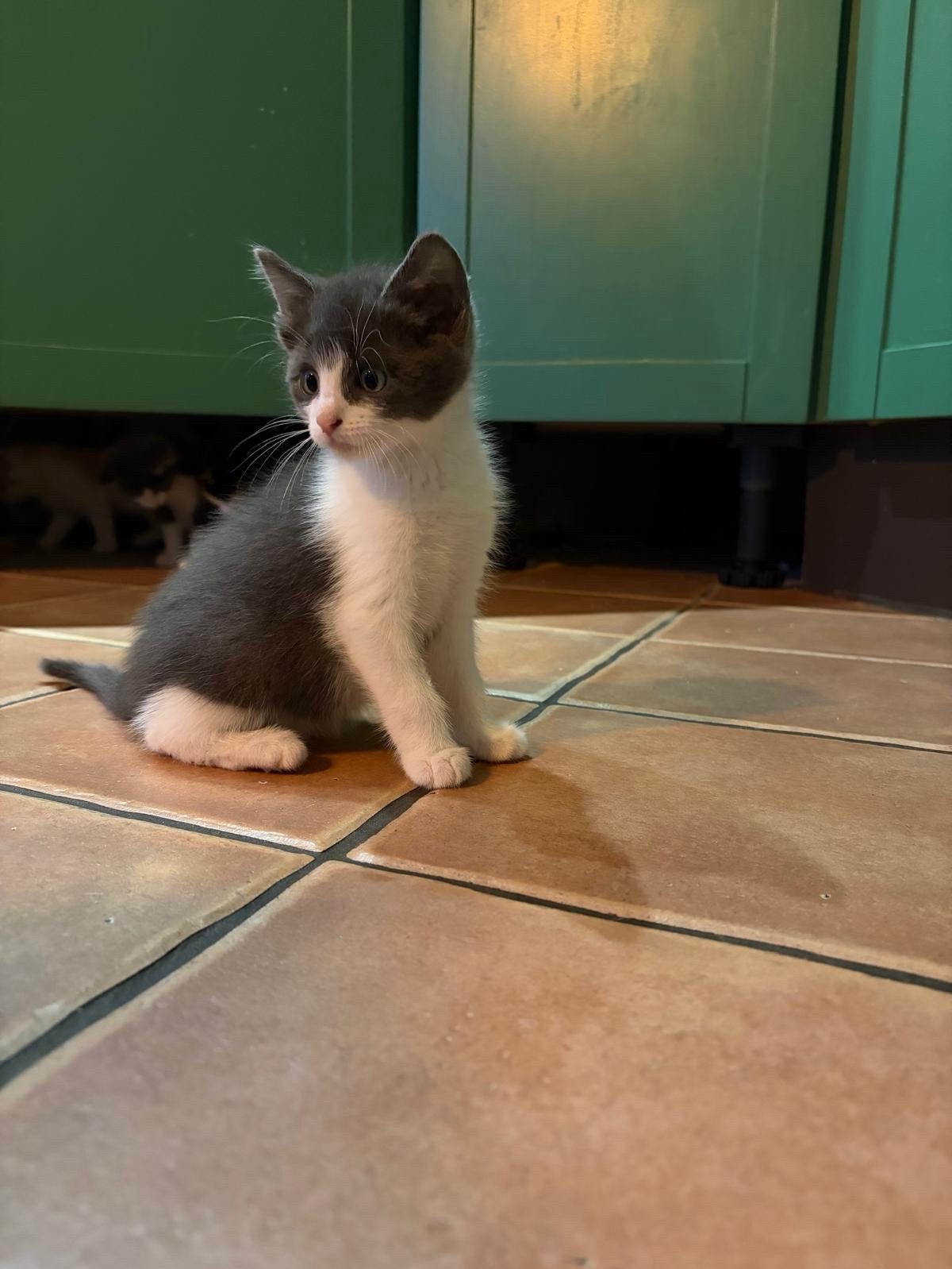 Te koop kittens, Dieren en Toebehoren, Katten en Kittens | Overige Katten, Meerdere dieren