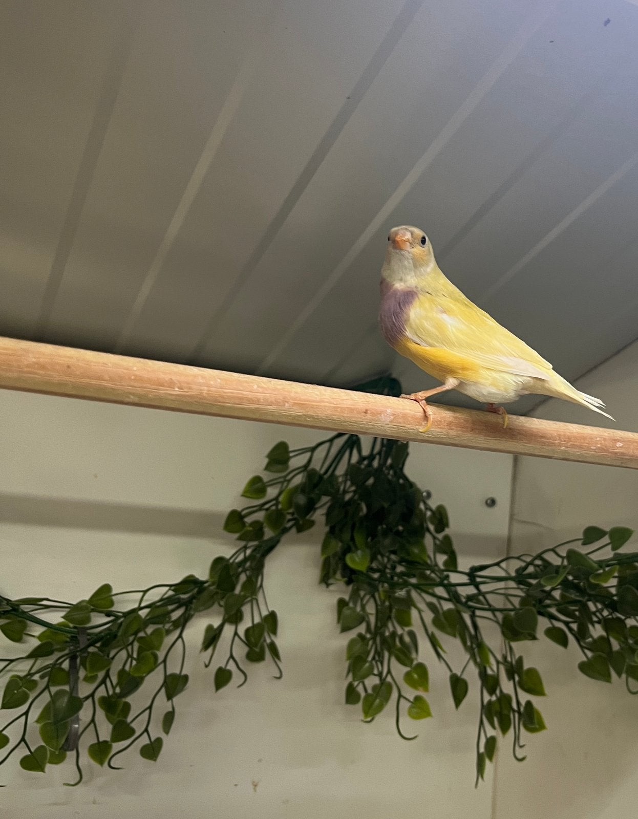 Gould amadine pop, Dieren en Toebehoren, Vogels | Overige Vogels, Vrouwelijk, Geringd