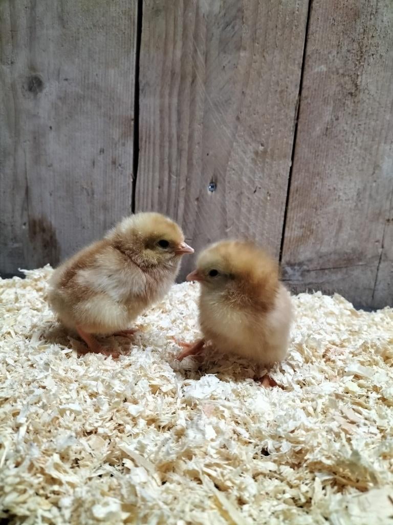 bruine legkip kuikens hennen, Dieren en Toebehoren, Vrouwelijk, Kip