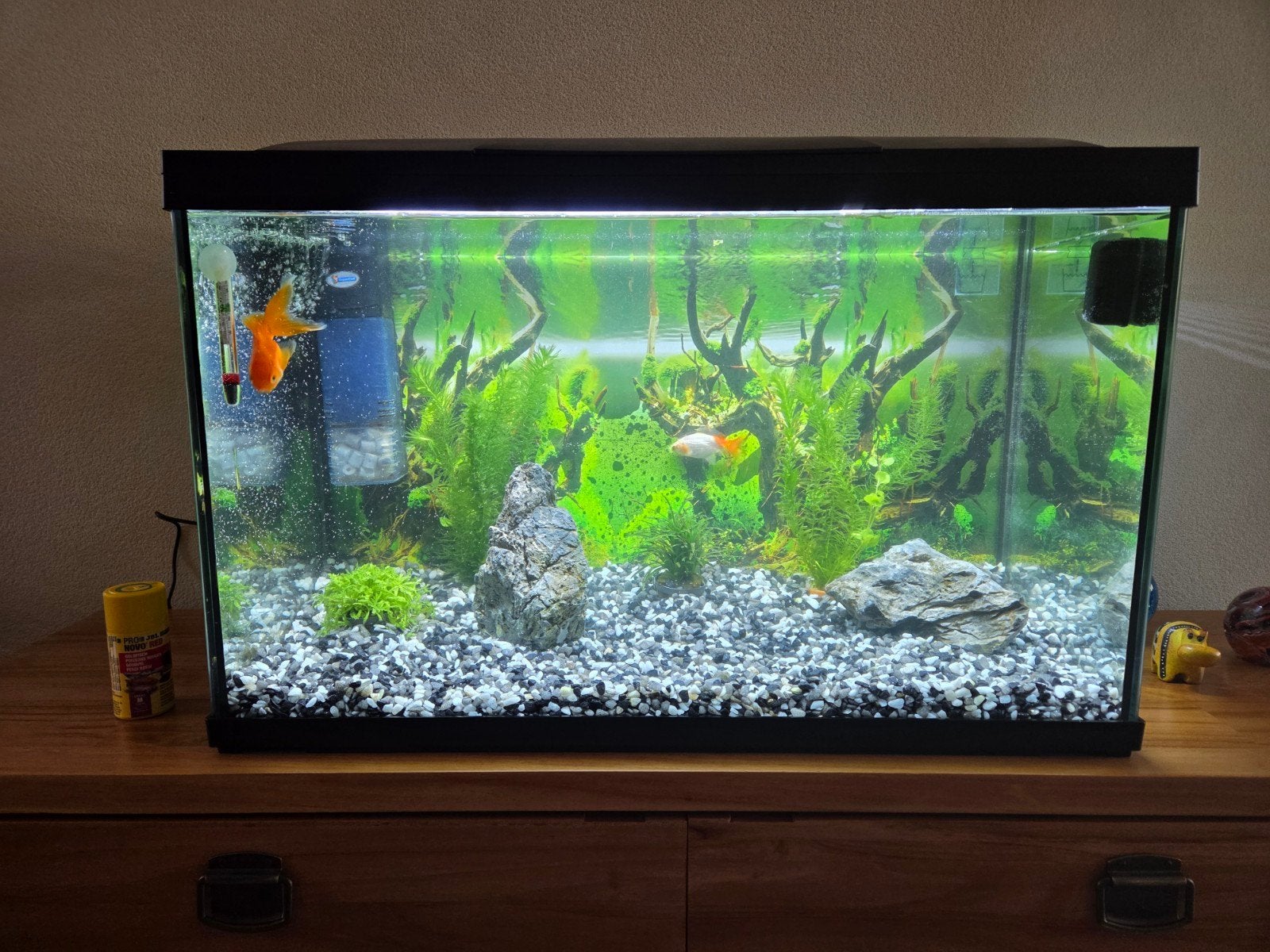 Aquarium Superfish 100 (90 liter) inclusief 2 sluierstaarten, Ophalen, Inclusief toebehoren, Superfish, Gevuld zoetwateraquarium