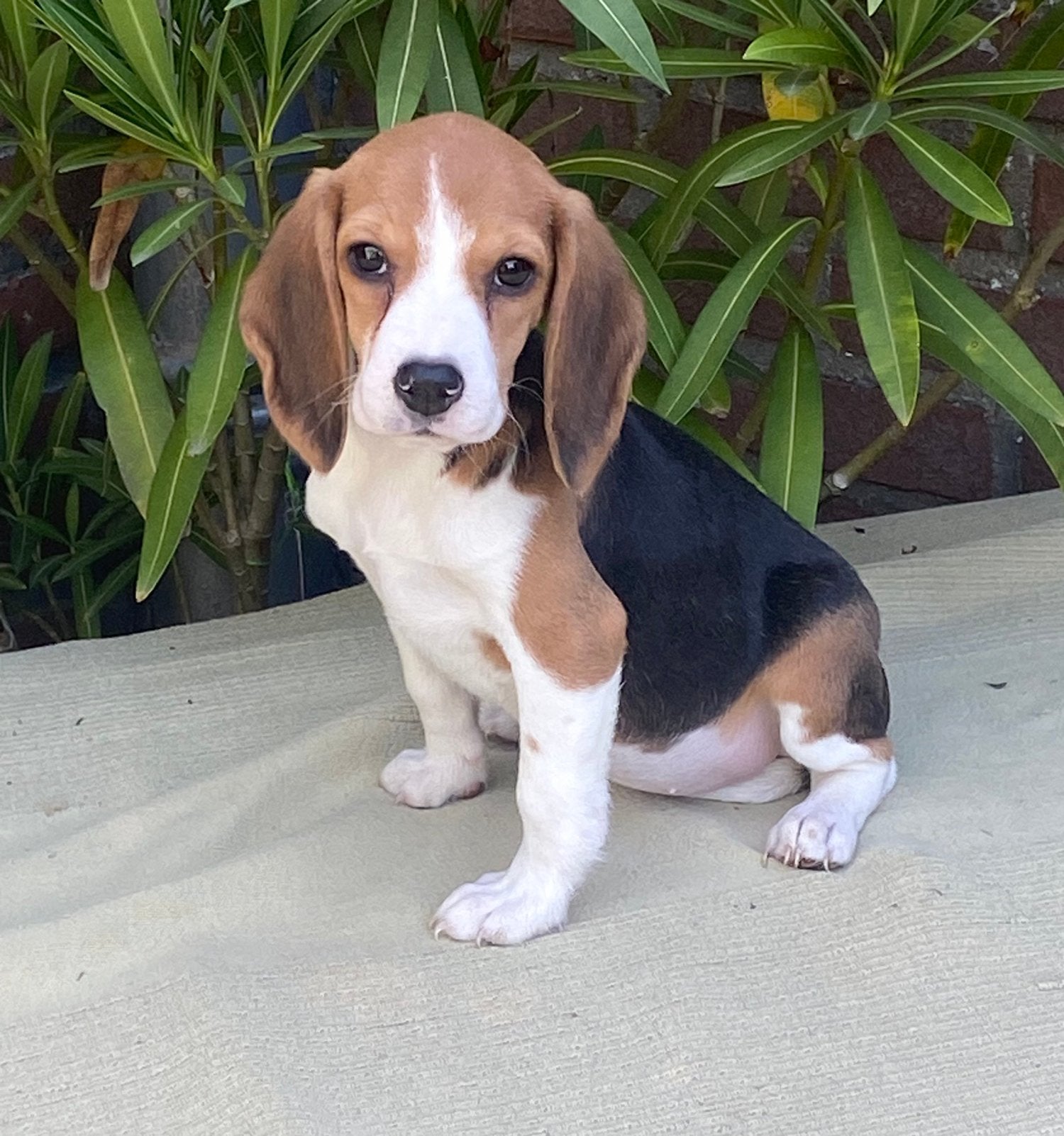 Wegens annulering prachtige BEAGLE x KOOIKER pup - teefje, Parvo, Nederland, 8 tot 15 weken, Teef