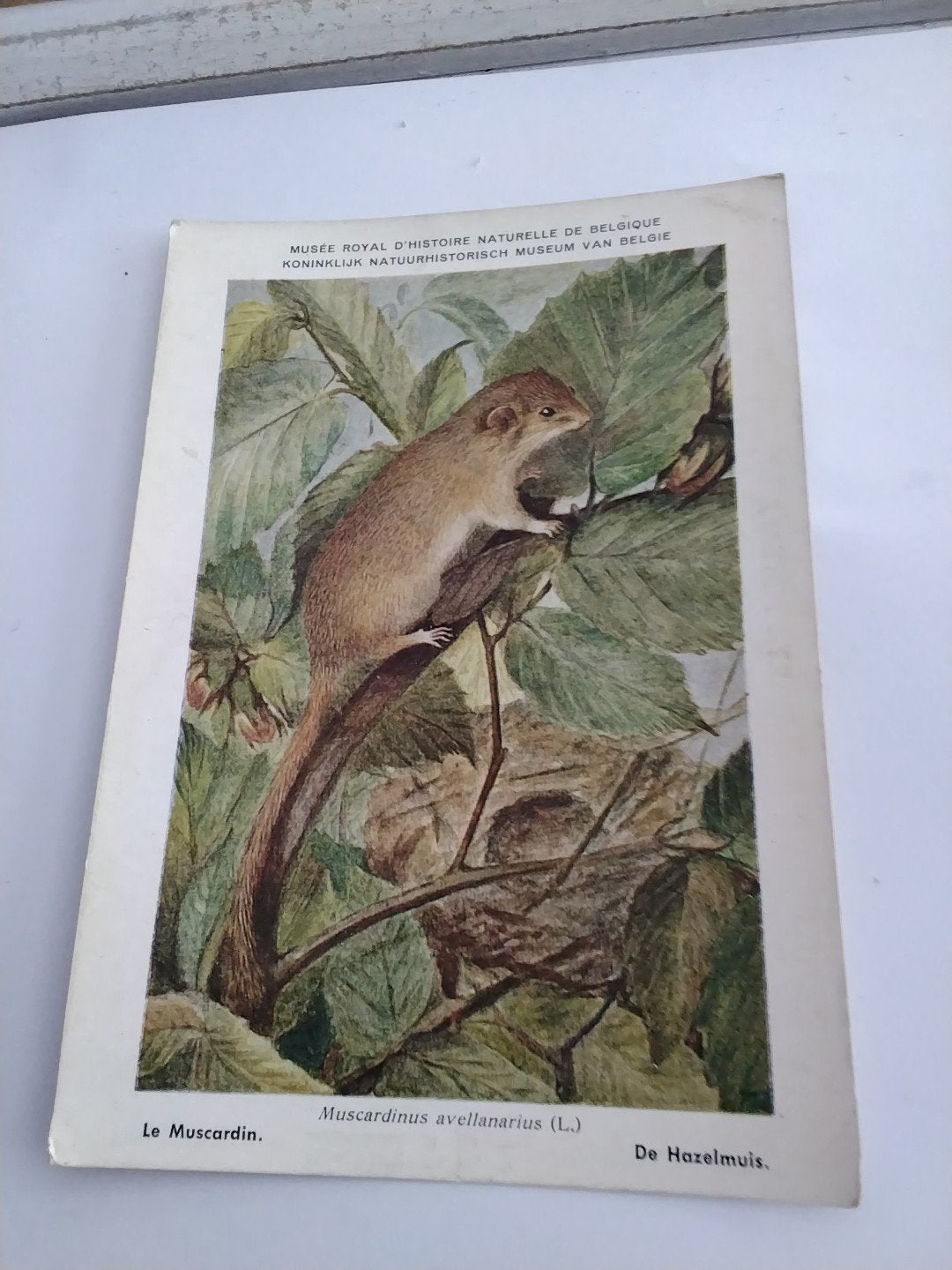 DE HAZELMUIS, Ophalen of Verzenden, Voor 1920, Overige thema's