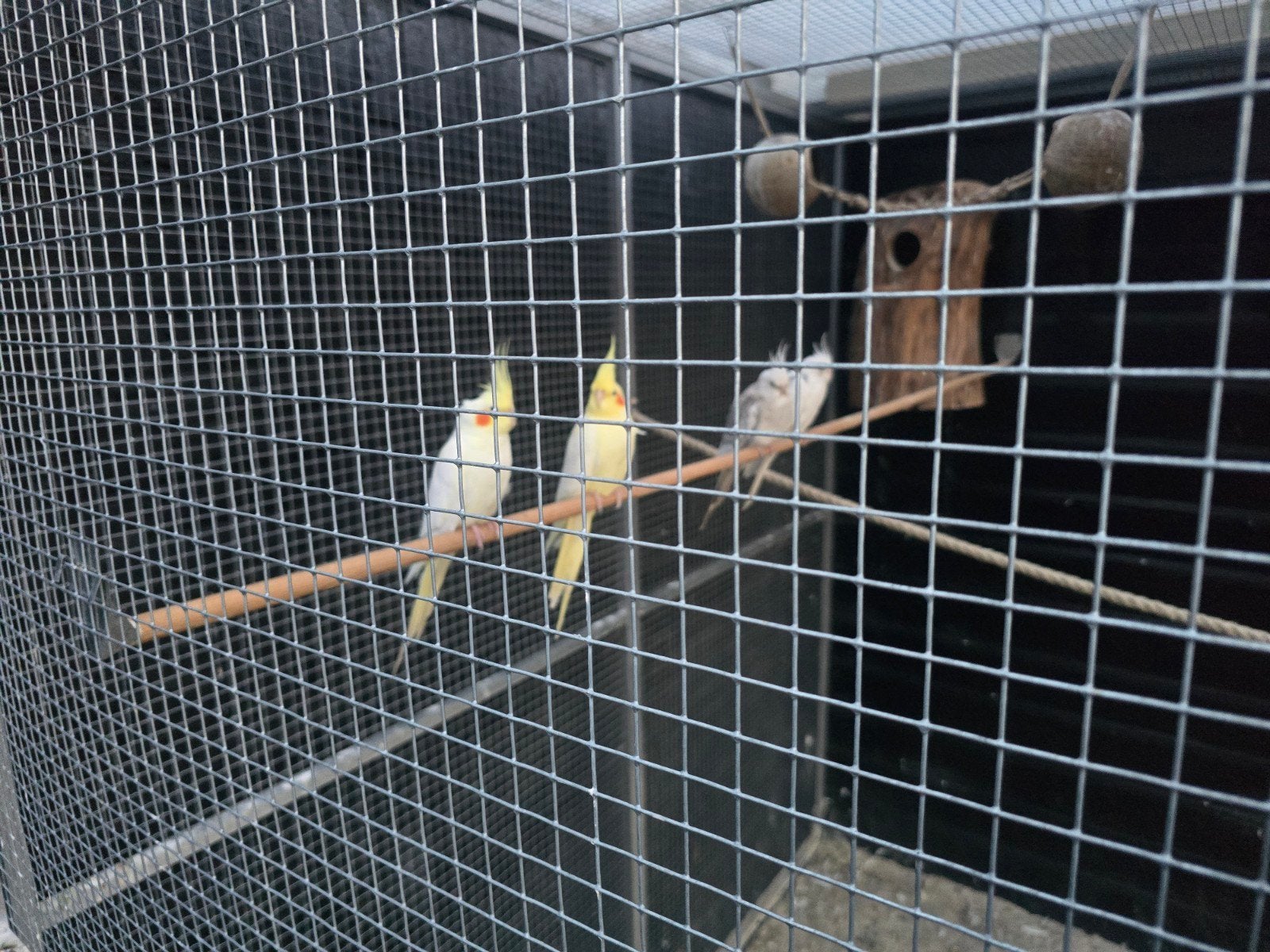 2 koppels bewezen valkparkieten, Dieren en Toebehoren, Vogels | Parkieten en Papegaaien, Meerdere dieren, Parkiet