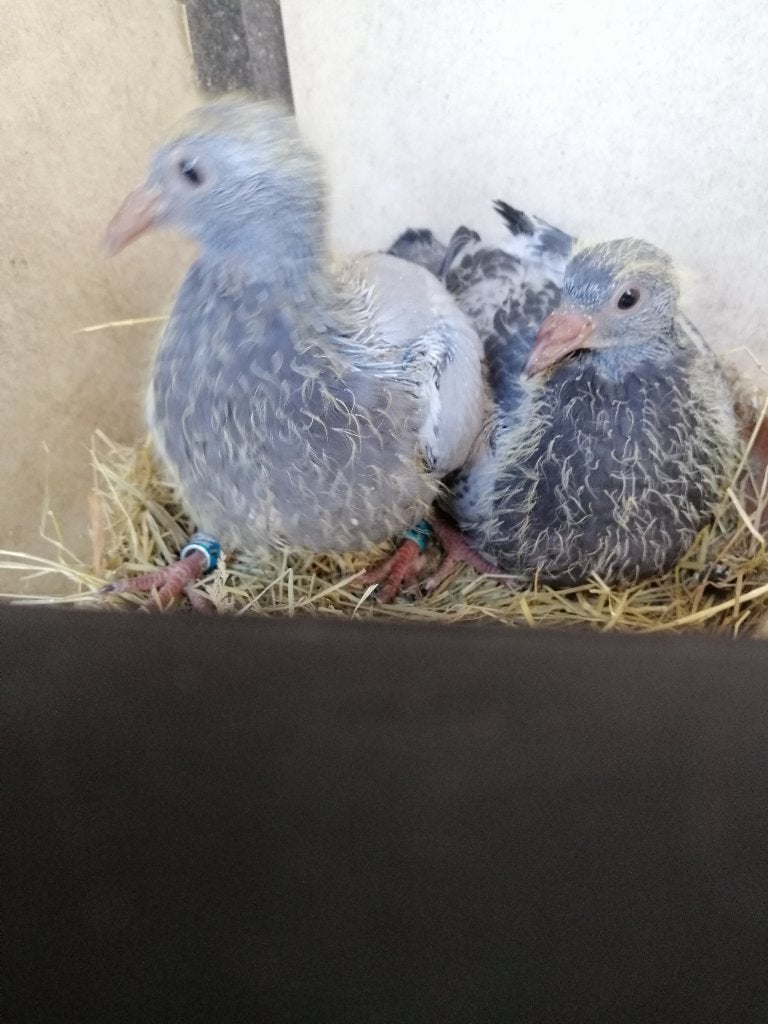 Jonge duiven uit topduiven, Dieren en Toebehoren, Meerdere dieren, Postduif