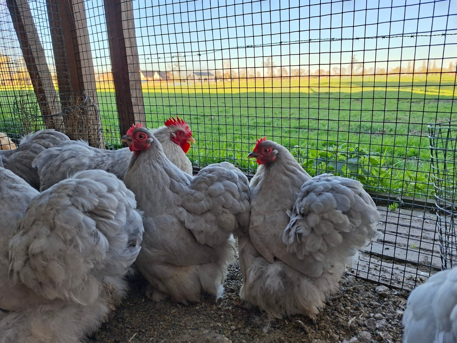 Mooi cochin parelgrijs toompje, Dieren en Toebehoren, Pluimvee, Meerdere dieren, Kip