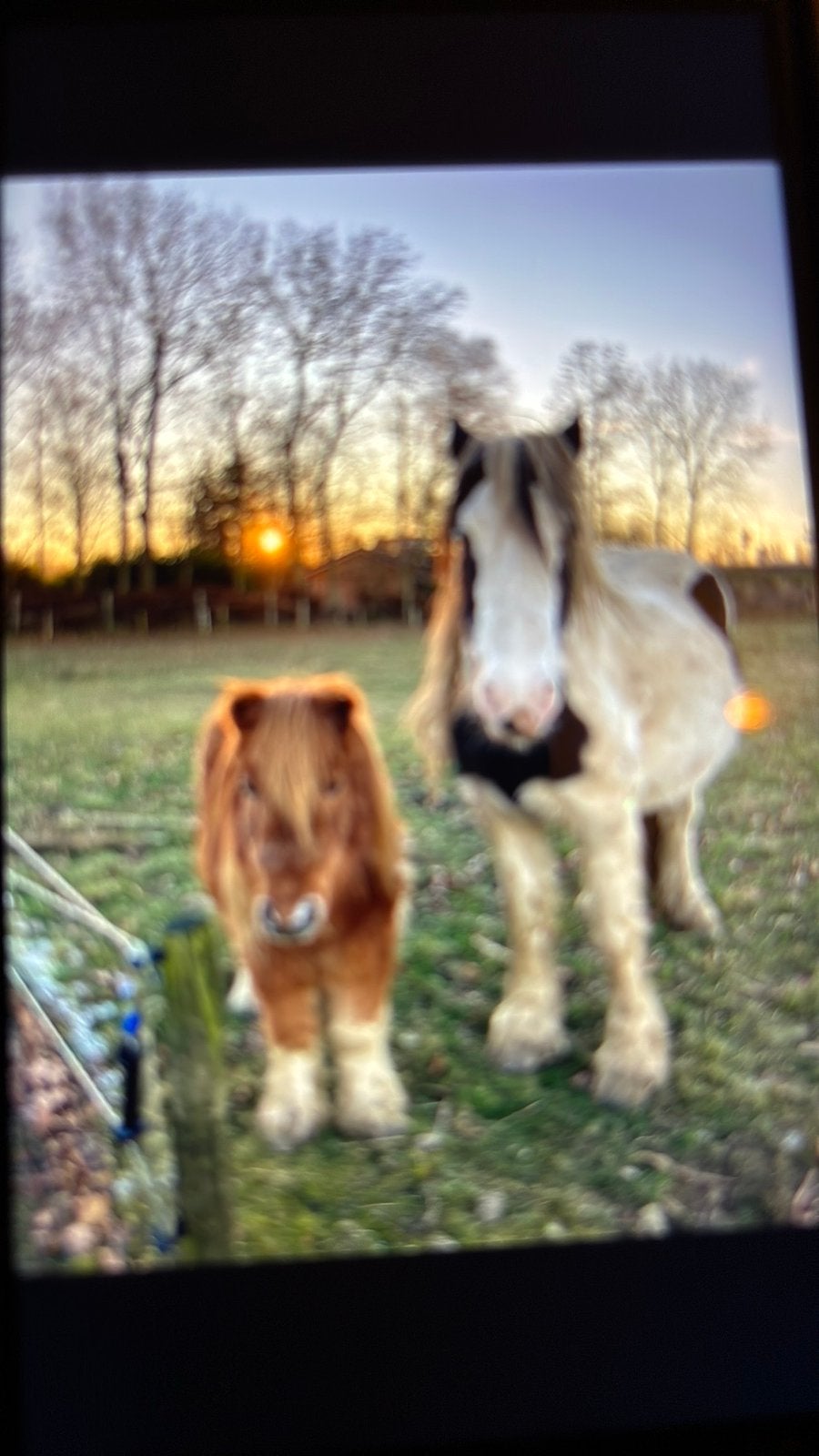 Zeer lieve tinker en shetlander, Niet van toepassing, 11 jaar of ouder, Merrie, Gechipt