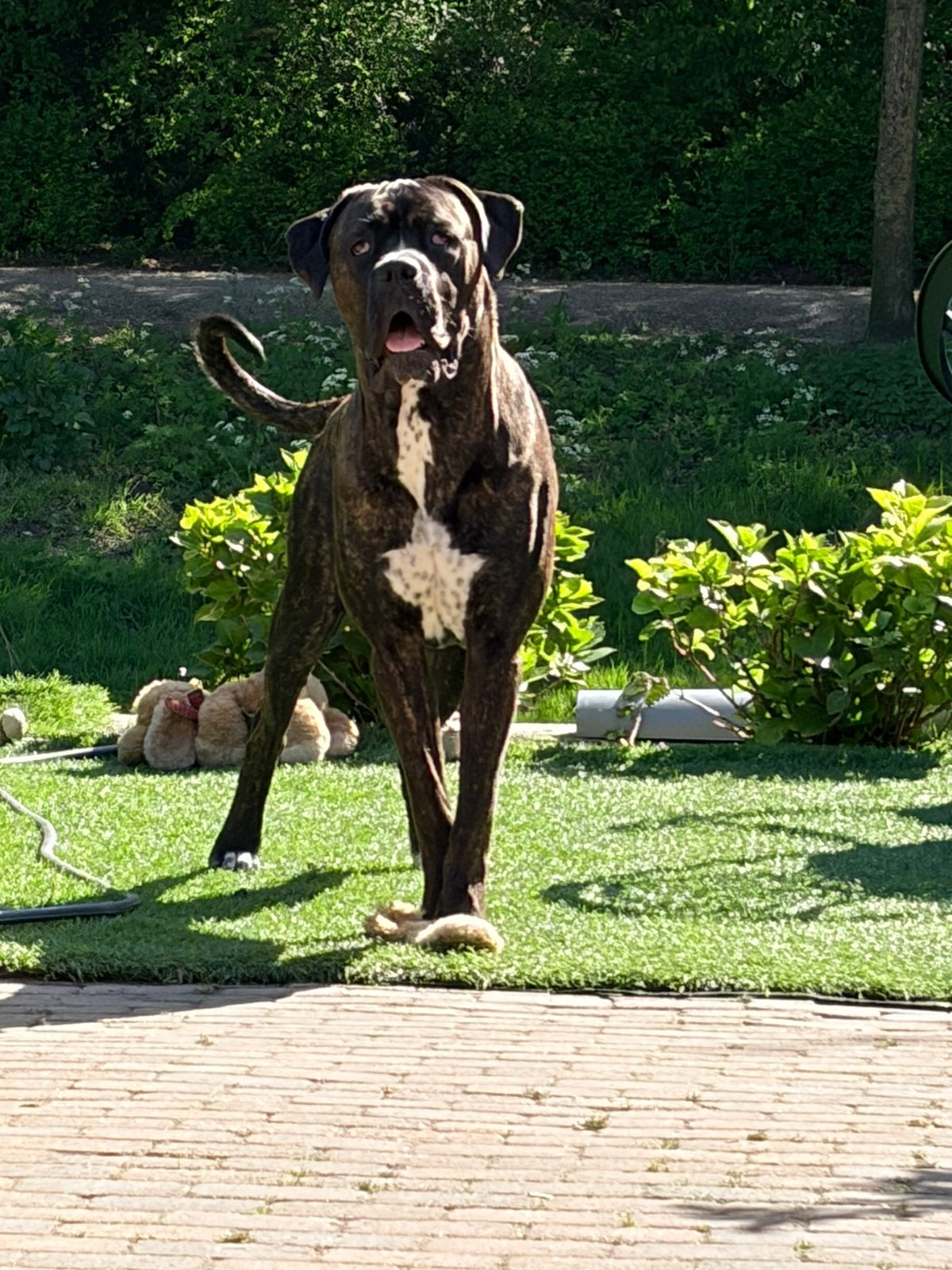 Cane corso reu, 1 tot 2 jaar, Parvo, Eén hond, Nederland