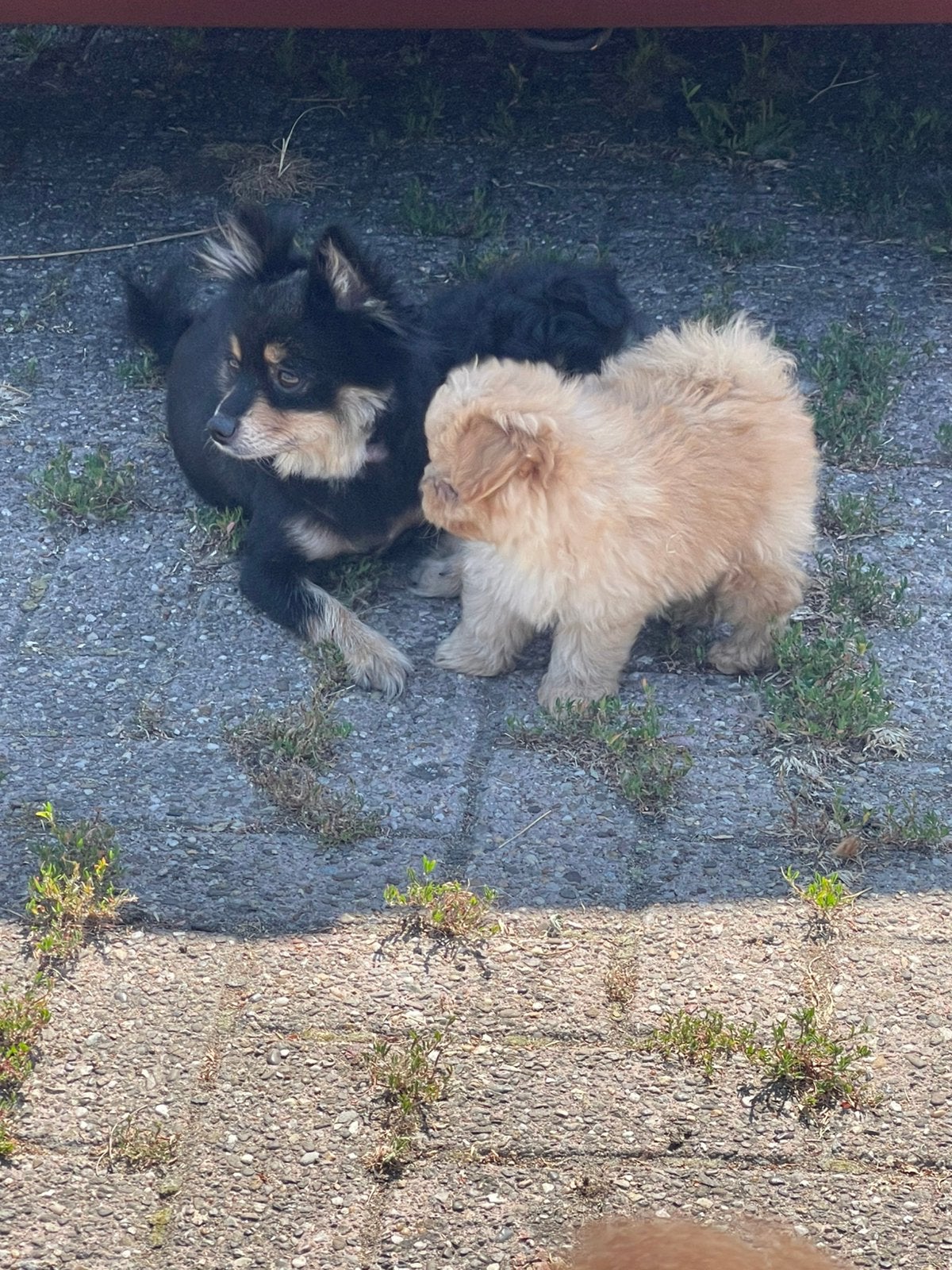 Pomapoo pups, Parvo, Overige rassen, 8 tot 15 weken, Meerdere