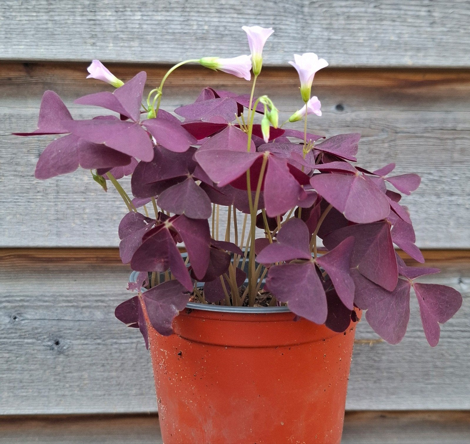 Oxalis Triangularis 'Mijke' | Limoenklaver, Ophalen, Overige soorten, Halfschaduw
