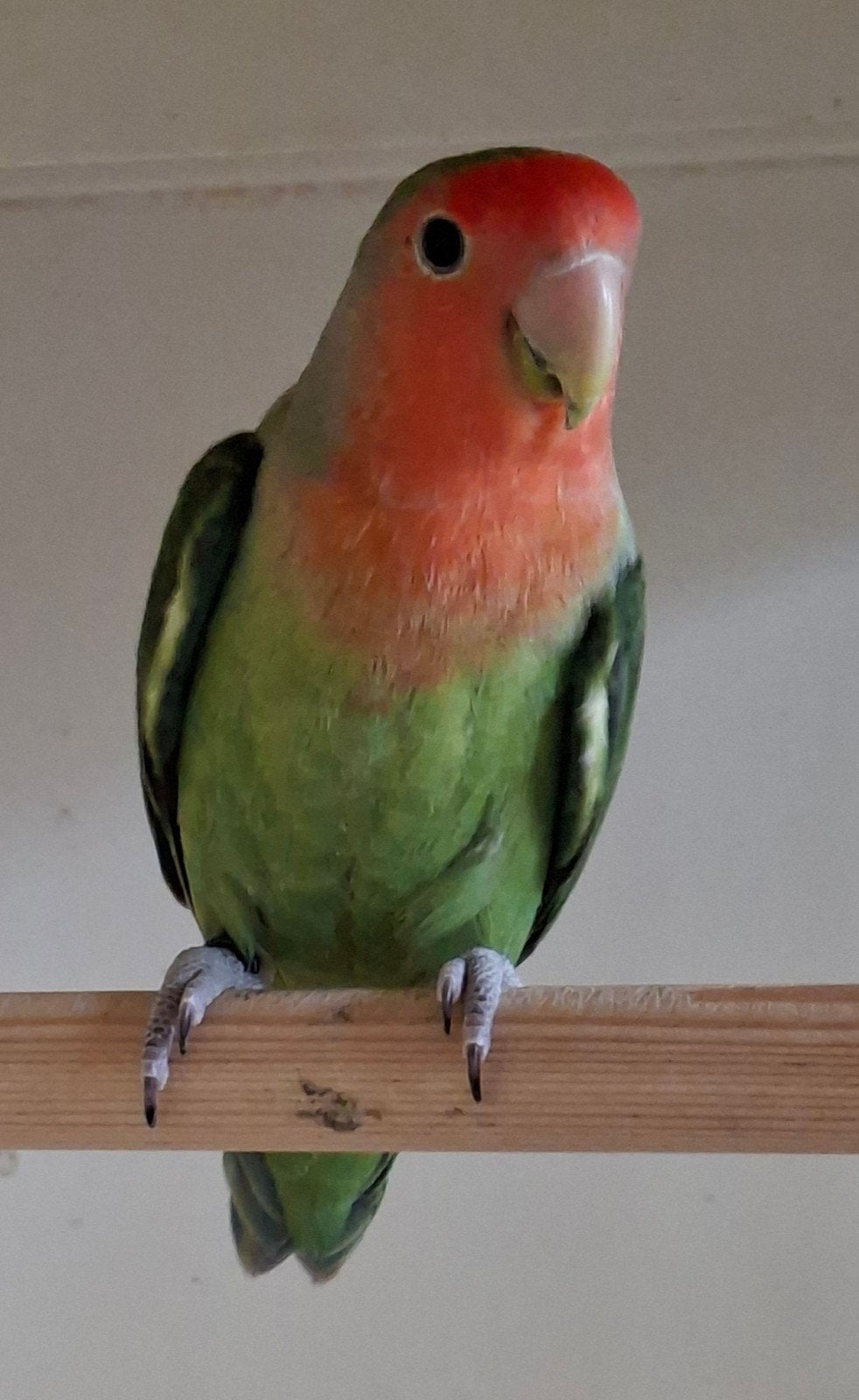 te koop koppel agapornis roseicollie, Dieren en Toebehoren, Meerdere dieren, Dwergpapegaai of Agapornis