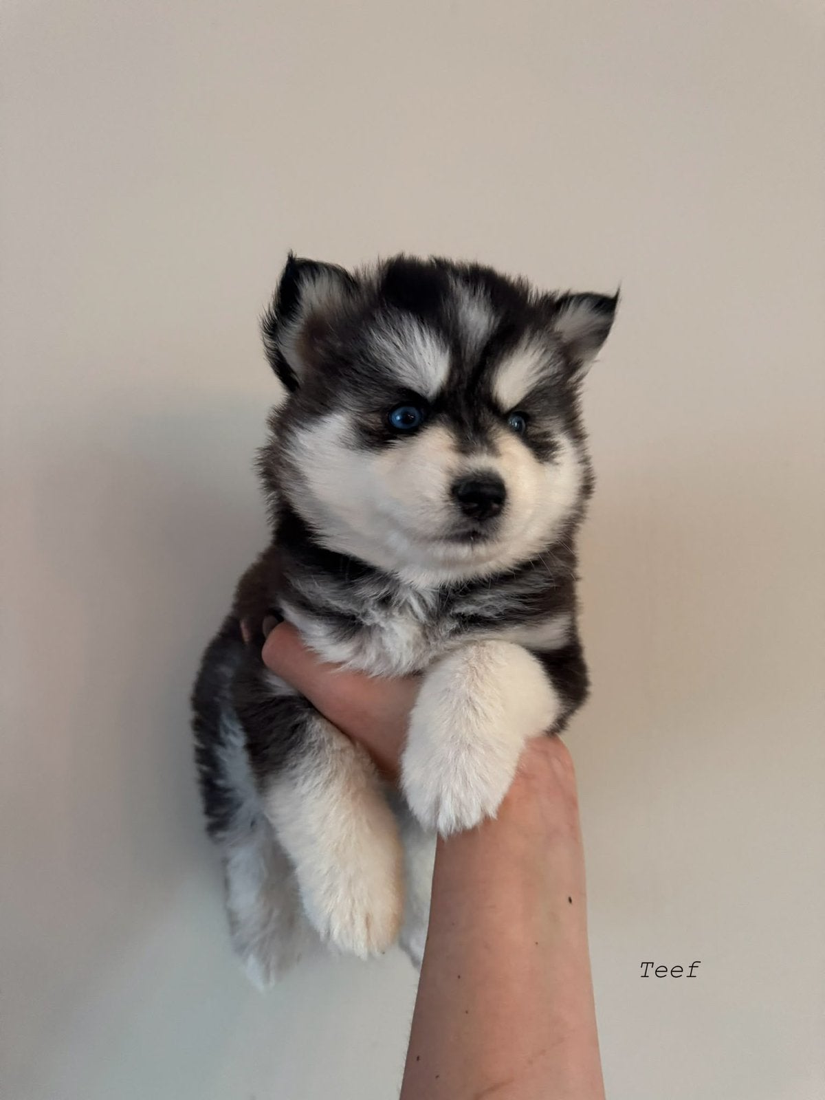 Prachtige pomsky pups mogen bijna verhuizen, Dieren en Toebehoren, 8 tot 15 weken, Poolhond, Meerdere, Meerdere dieren