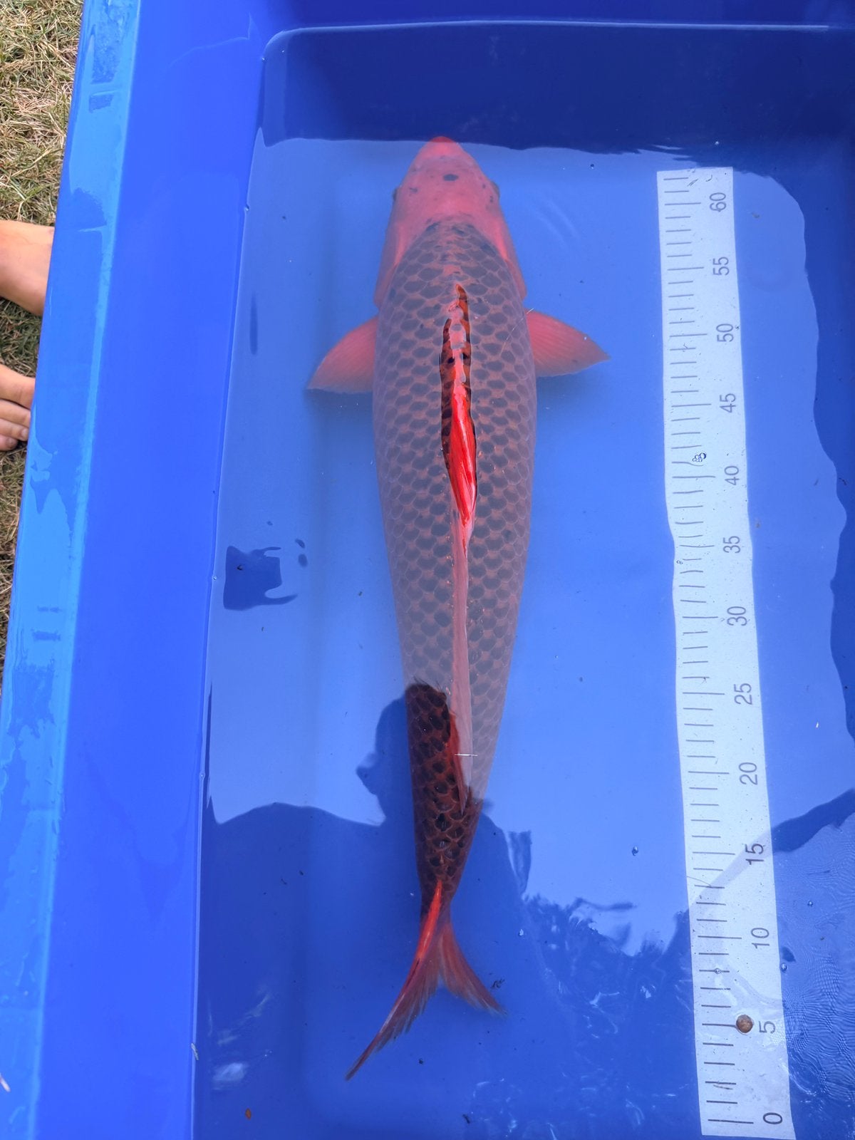 Aka Matsuba, Karper of Koi