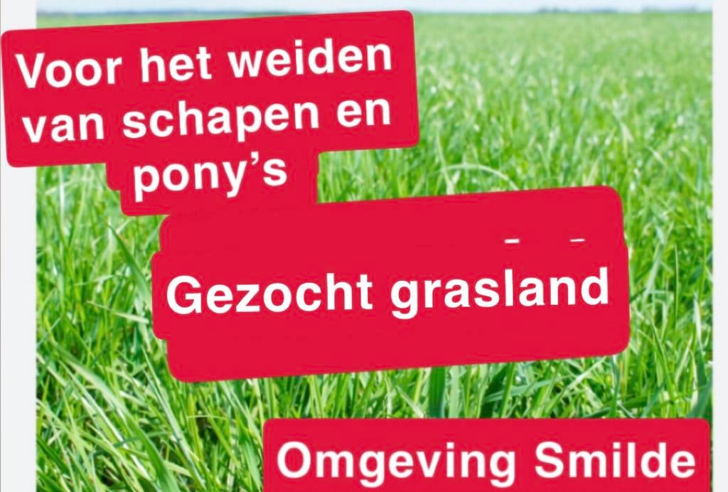 Gezocht natuurland of grasland voor het weiden, Dieren en Toebehoren, Stalling en Weidegang, Weidegang
