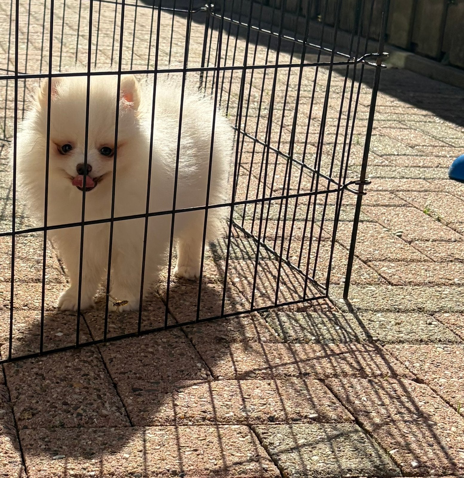 Nog 1 Pomeranian / pomeriaan pups, Keeshond, Reu, CDV (hondenziekte), 8 tot 15 weken