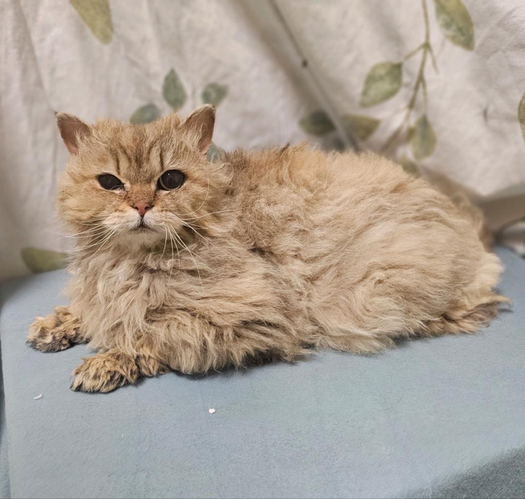 Selkirk rex langhaar met stamboom herplaatser, Dieren en Toebehoren, Poes, Met stamboom, 3 tot 5 jaar