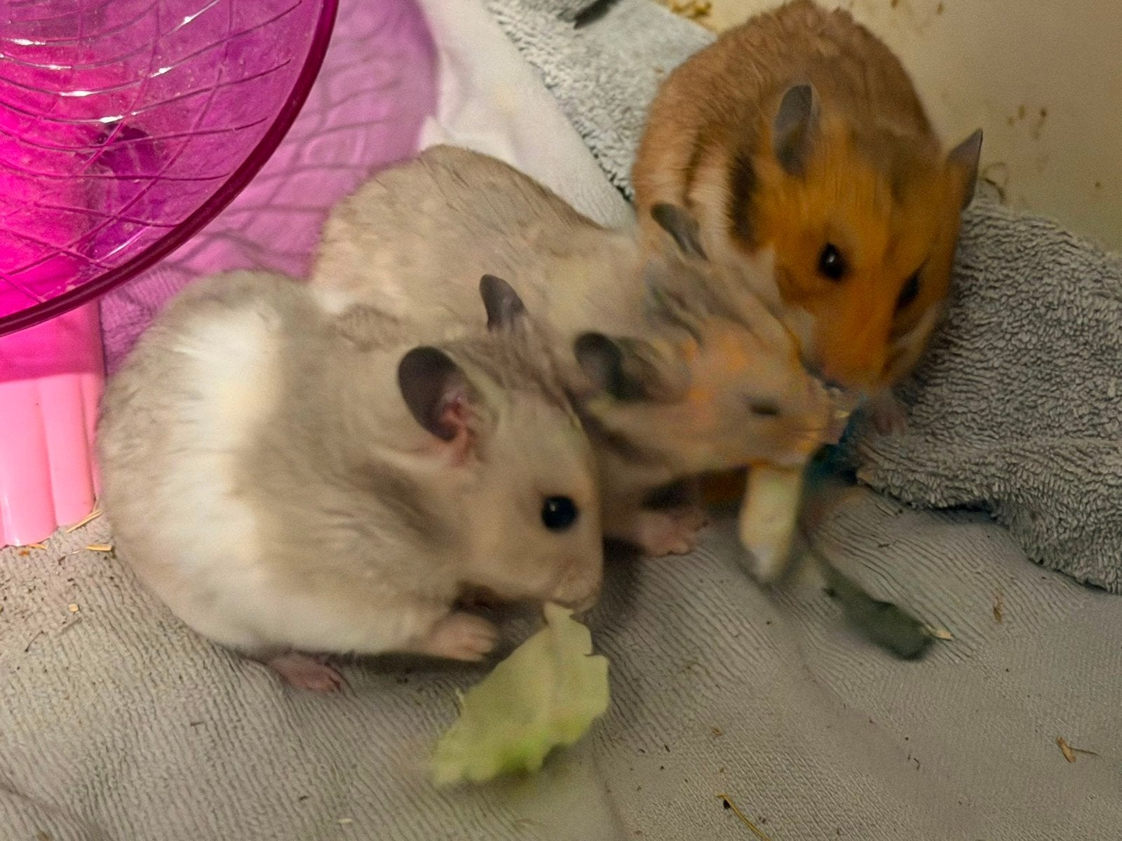 Hamster vrouwtjes, Dieren en Toebehoren, Knaagdieren, Hamster, April, Vrouwelijk, Tam