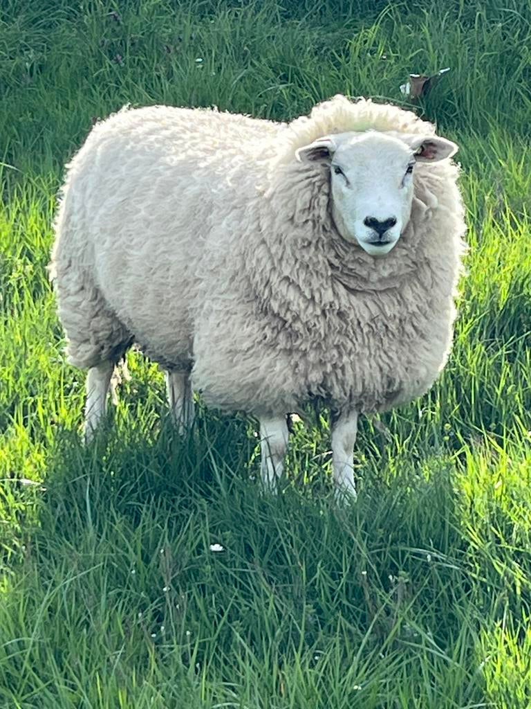 3 Mooie eenjarige Texelaar ooien, Dieren en Toebehoren, Schapen, Geiten en Varkens, Vrouwelijk, Schaap