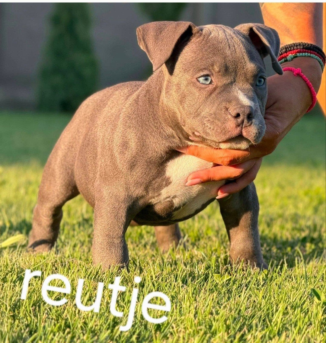 american bully pocket pups, Dieren en Toebehoren, Particulier, 15 weken tot 1 jaar, Overige rassen, Buitenland