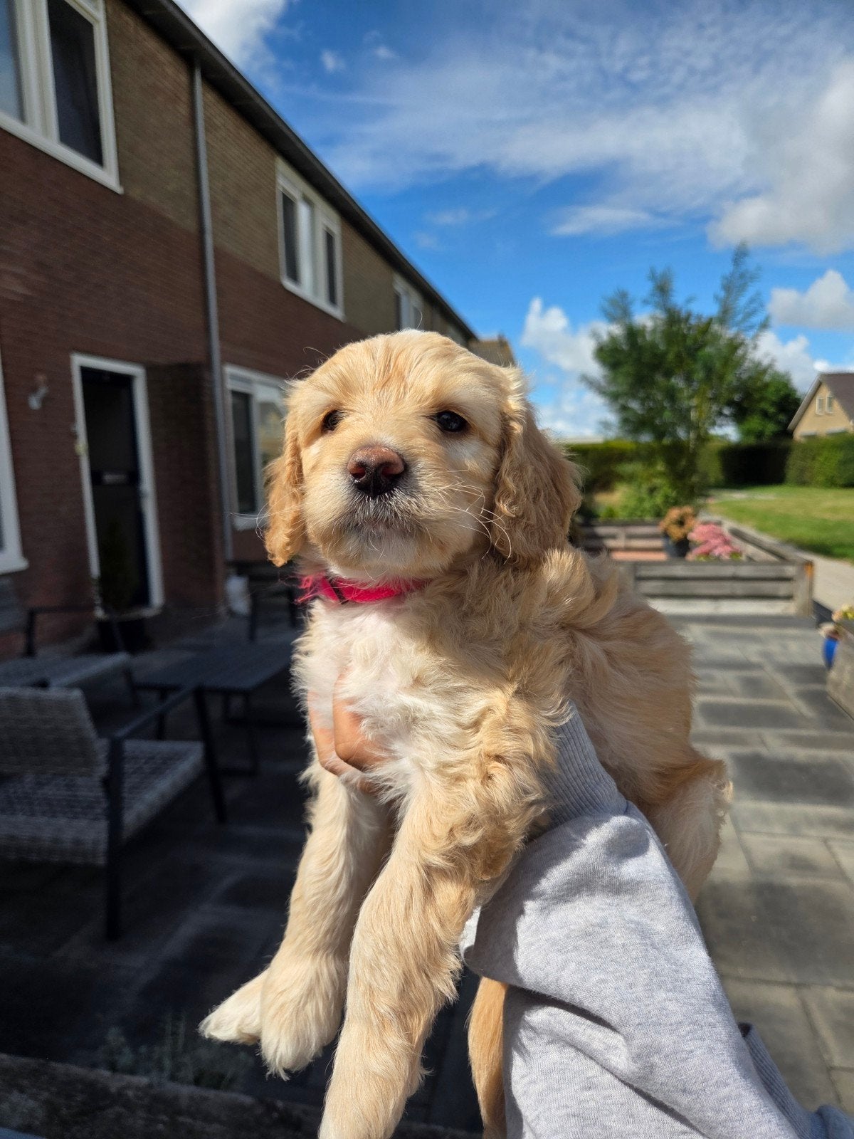mooie medium labradoodle te koop teefje, Dieren en Toebehoren, Honden | Niet-rashonden, Parvo, 8 tot 15 weken, Meerdere, Meerdere dieren