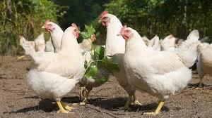10 eieren € 2,00 5kg Bildtstar € 3,50, Diversen, Ophalen