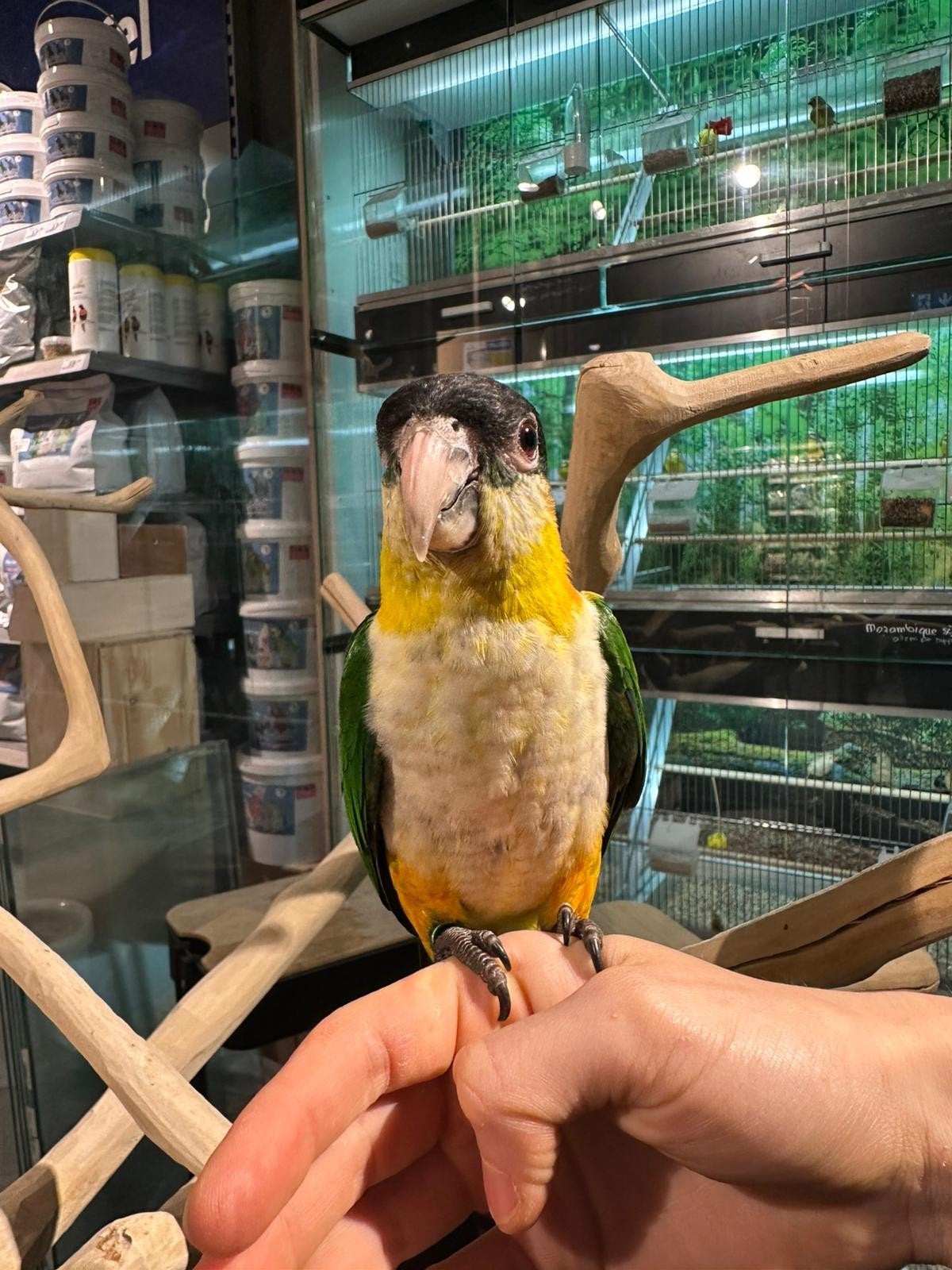 zwartkop caiques super lief en super tam., Dieren en Toebehoren, Vogels | Parkieten en Papegaaien, Meerdere dieren, Papegaai, Tam