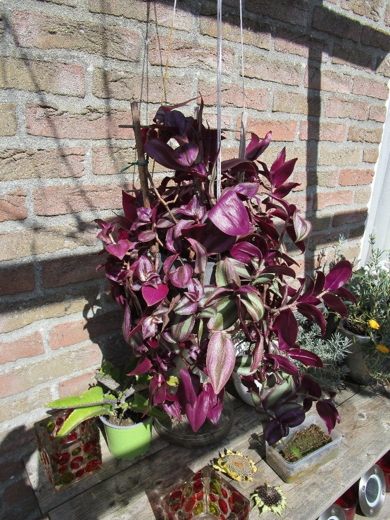 Prachtige paarse hangplant (Tradescantia), Huis en Inrichting, Ophalen, Overige soorten, Halfschaduw, In pot