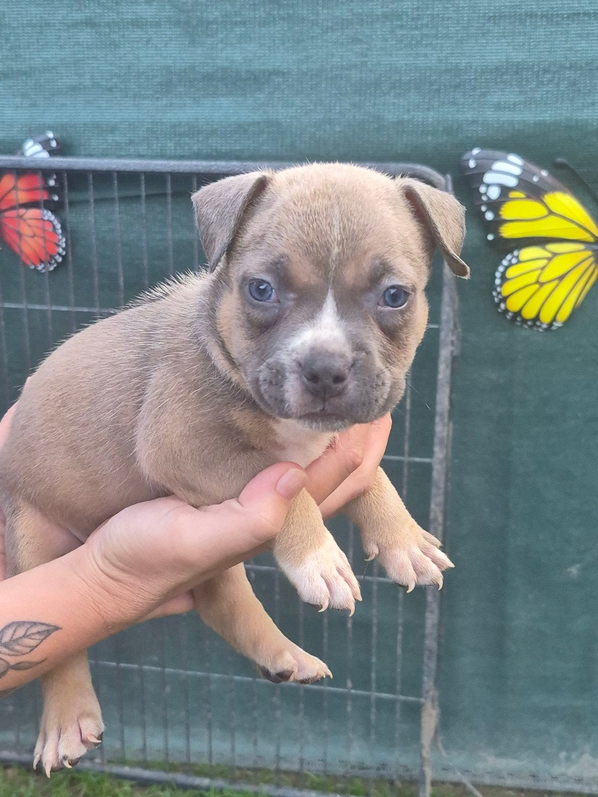 American bully pocket pups, Parvo, Overige rassen, 8 tot 15 weken, Meerdere