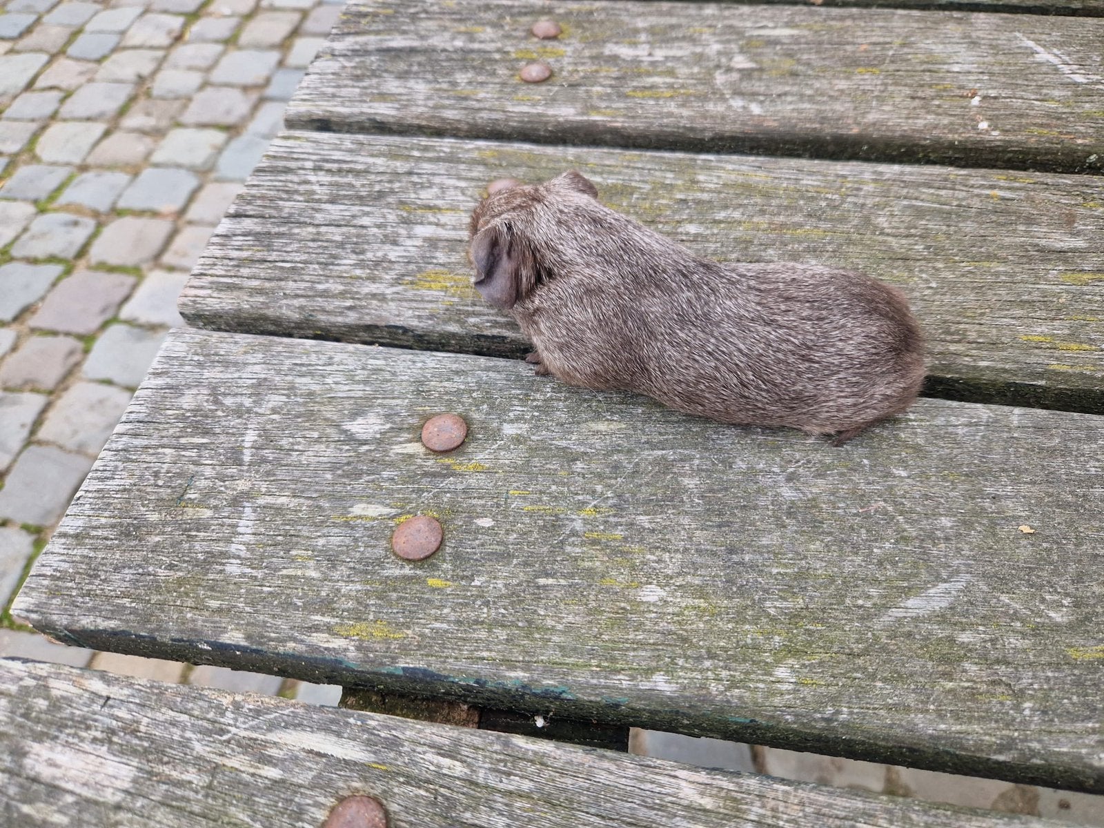 Mooie cavia’s (mannetjes), Dieren en Toebehoren, Knaagdieren, Cavia, Mannelijk, Mei, Tam