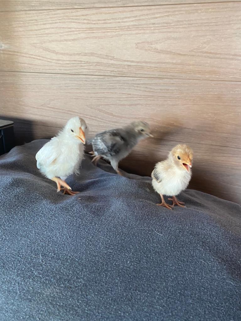 Kriel kuikens, chabo, kuifhoen, cochin kriel, Geslacht onbekend, Kip