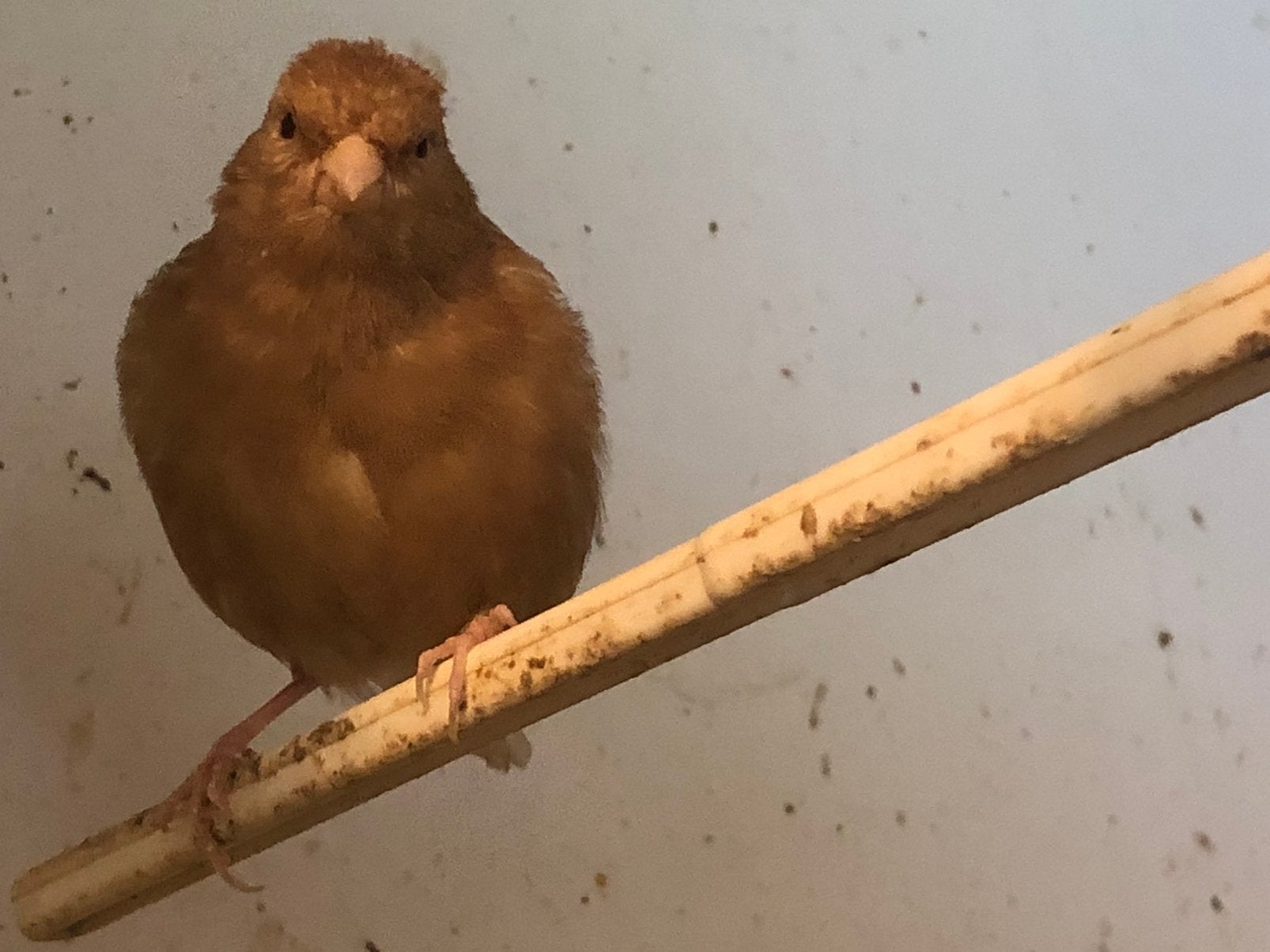 7 pheo kanaries, Meerdere dieren, Kleurkanarie