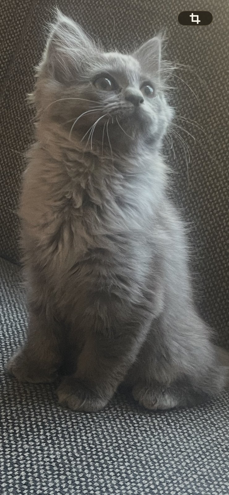 Kitten  poesje 12 weken, Dieren en Toebehoren, Poes