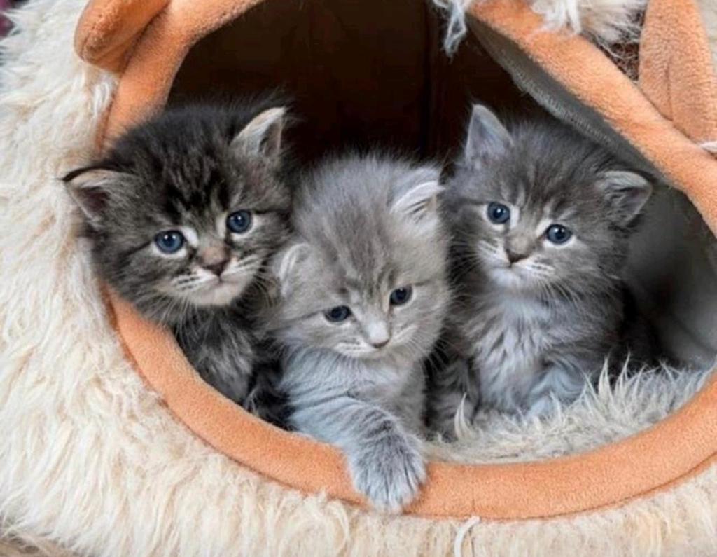 Prachtige lieve kittens Noorse Boskat x Maine Coon, Meerdere dieren, Ontwormd