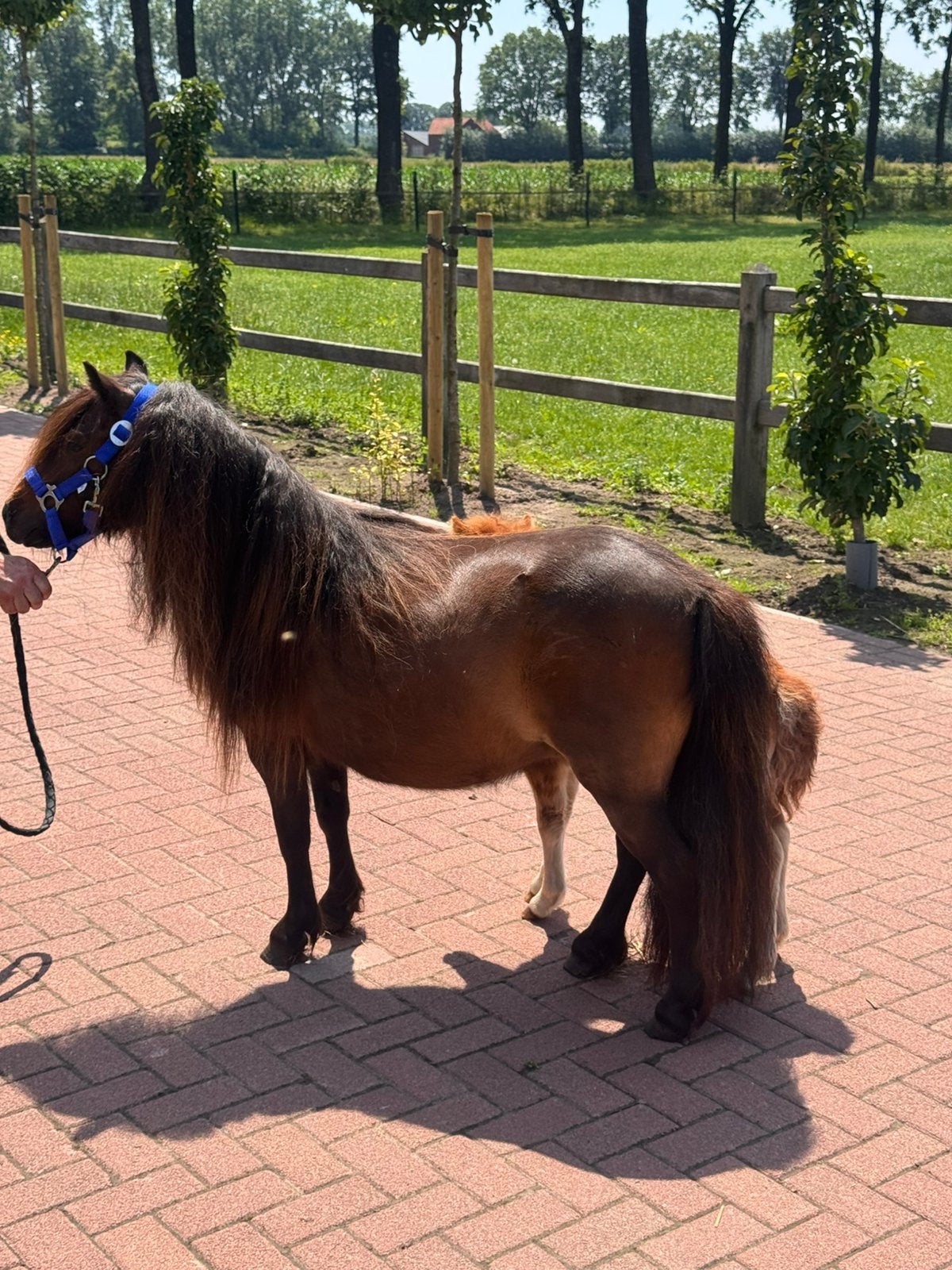 ❤️🎁Prachtige kroonmerrie met haar merrieveulen ❤️🎁, Dieren en Toebehoren, Pony's, Merrie, Met stamboom, Niet van toepassing