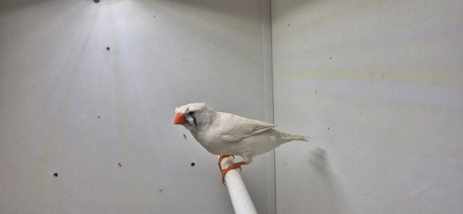 2-2 koppel kuifzebravinken, Dieren en Toebehoren, Meerdere dieren