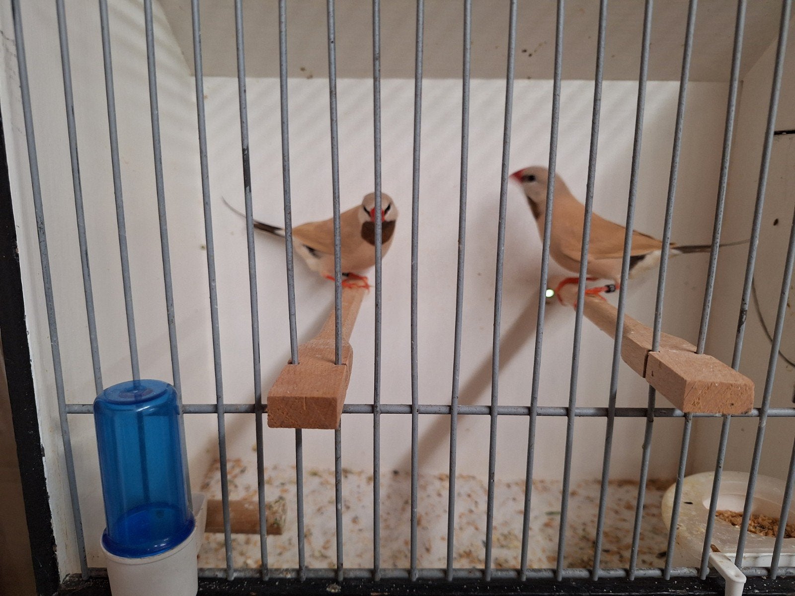 Spitsstaart amadines, Dieren en Toebehoren, Meerdere dieren, Geringd