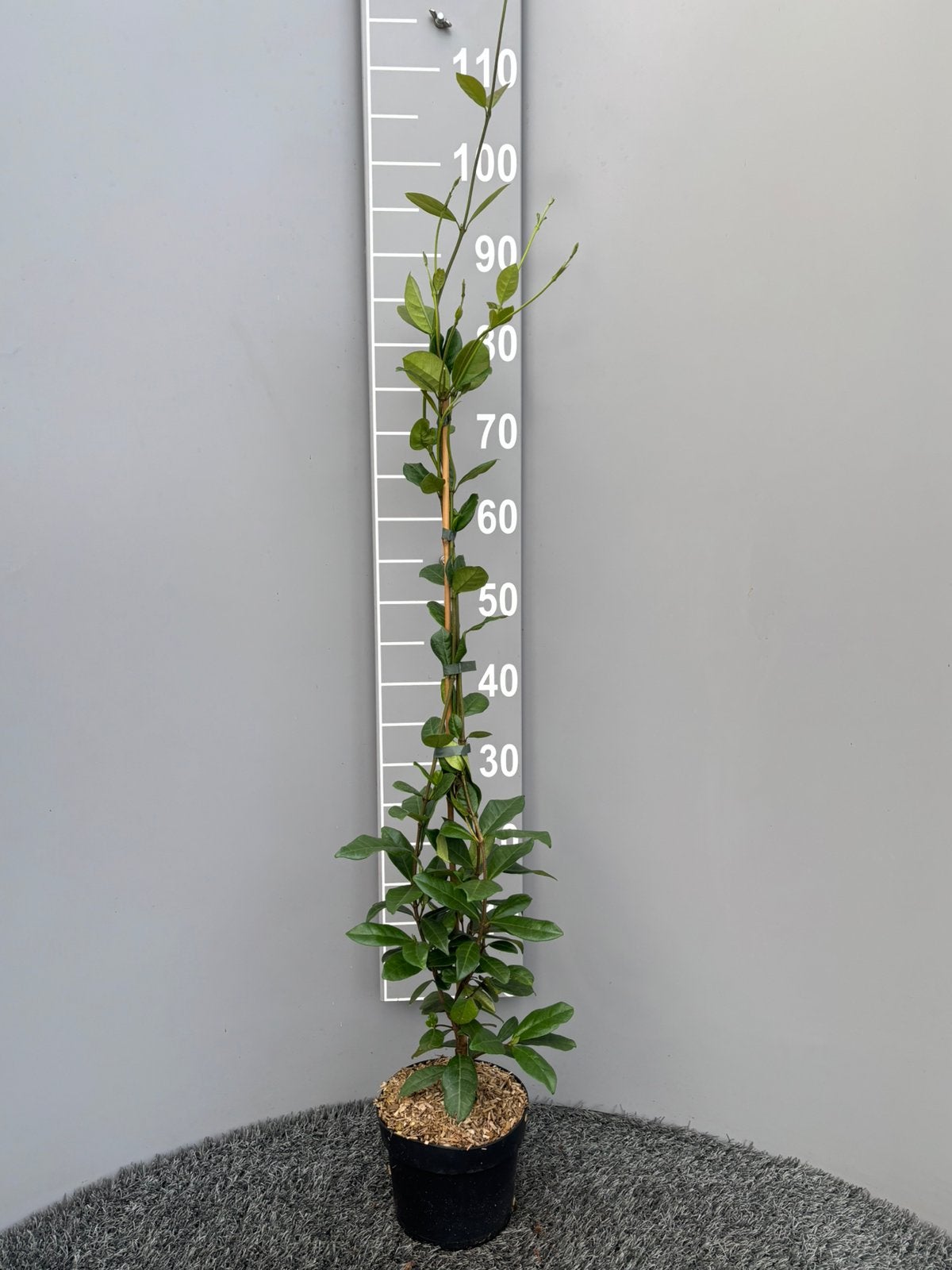 Toscaanse jasmijn, Ophalen, Overige soorten, 100 tot 250 cm