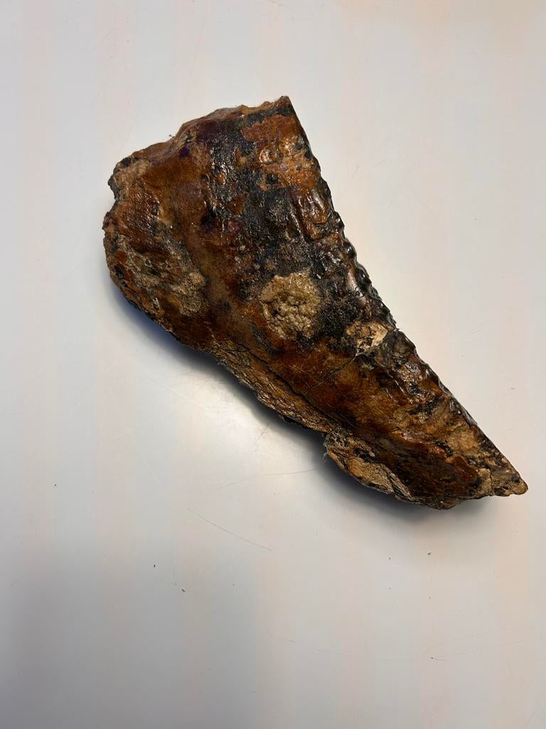 Echte Mammoet tand geprepareerd ongv 20cm, Verzamelen, Mineralen en Fossielen, Ophalen of Verzenden, Fossiel