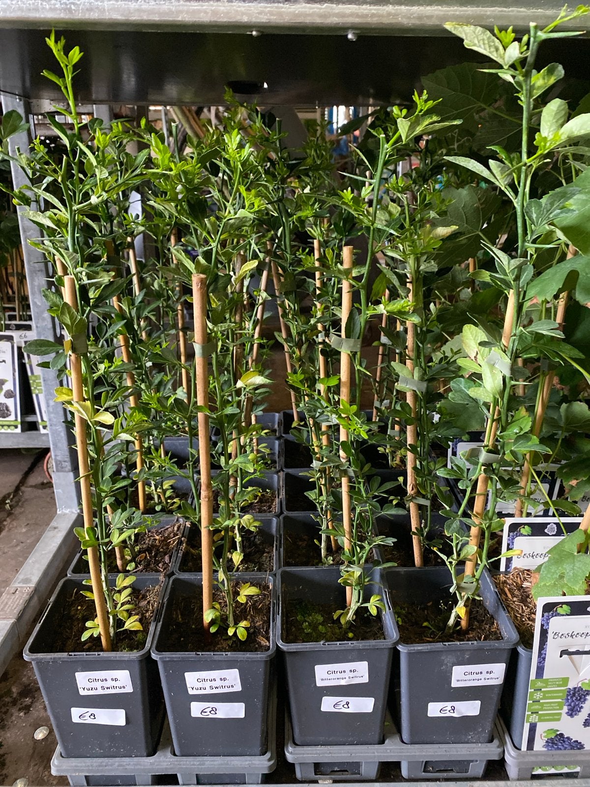 Citrus Yuzu Switrus & Bitterorange Switrus planten, Ophalen, Volle zon, Vaste plant, Bloeit niet