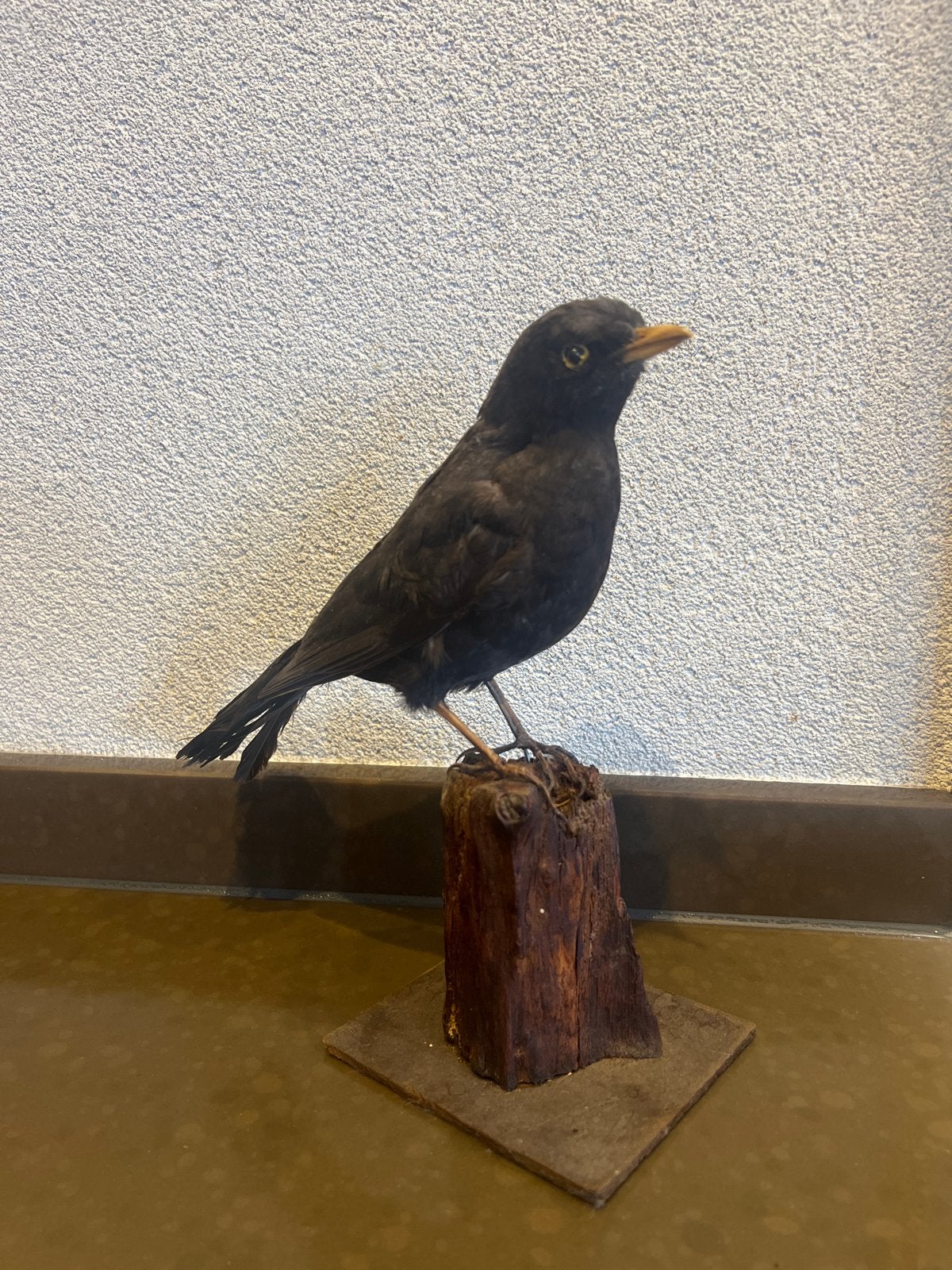 Opgezette Merel - Decoratieve Vogel, Ophalen of Verzenden, Gebruikt