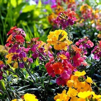 muurbloem 1e jaar steenraket Cheiranthus cheiri, Tuin en Terras, Overige soorten, Volle zon, Ophalen of Verzenden, Tweejarig