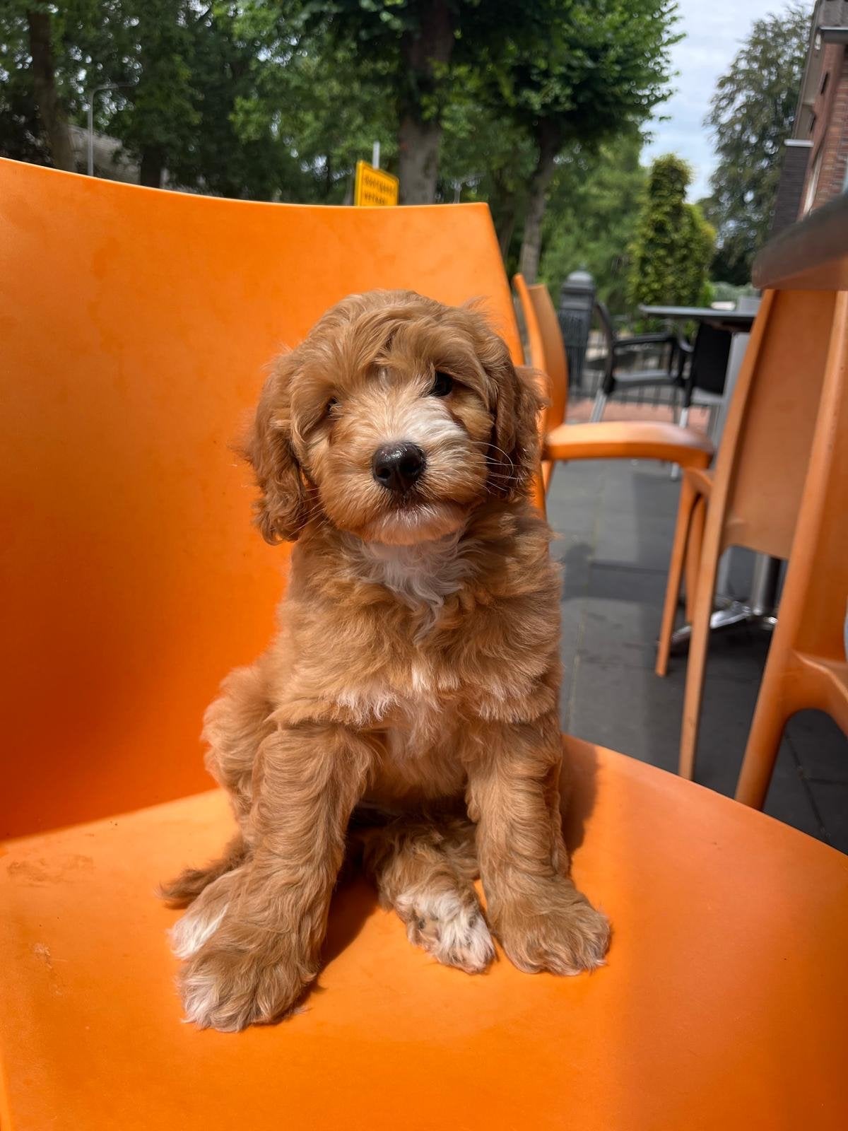 Mini Australian Labradoodle, Nederland, 8 tot 15 weken, Meerdere dieren, Eén hond