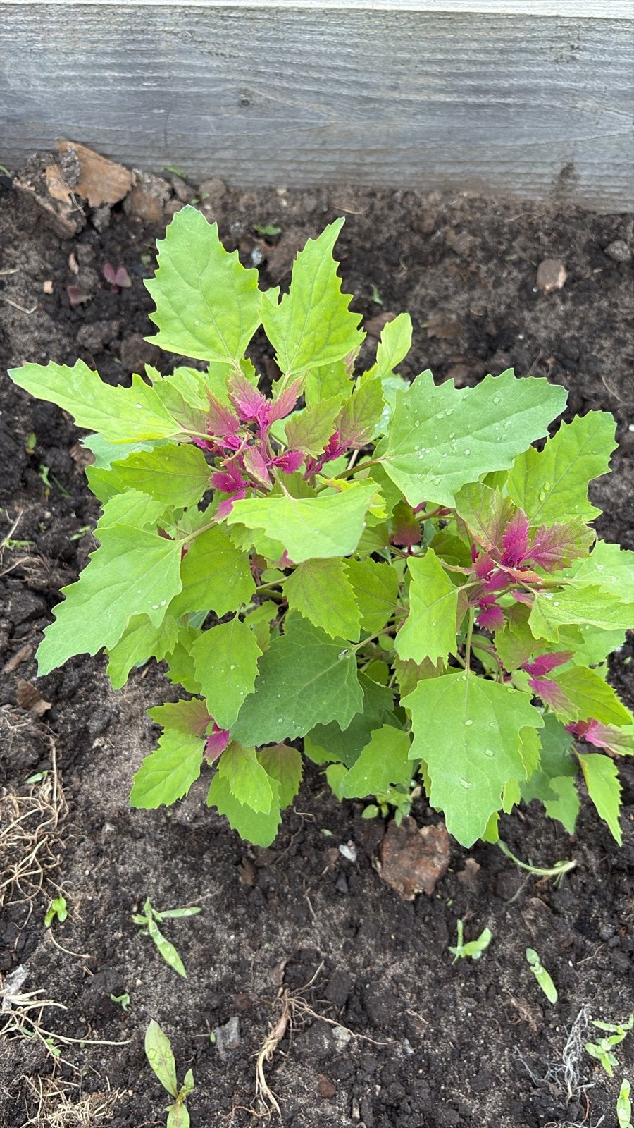Stamspinazie: 3,50 pstuk Eetbare plant,  moestuin!, Tuin en Terras, Planten | Tuinplanten, Ophalen of Verzenden, Bloeit niet, Halfschaduw