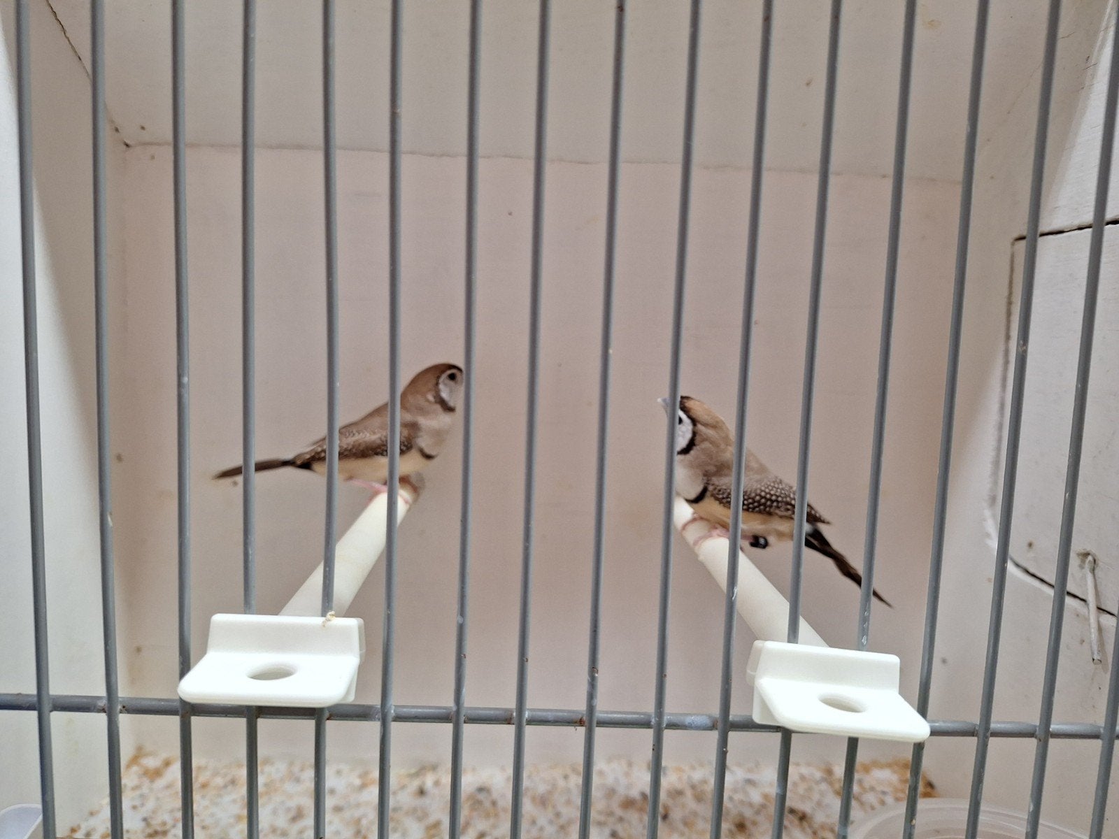 Bruine bichenow astrildes, Meerdere dieren, Geringd