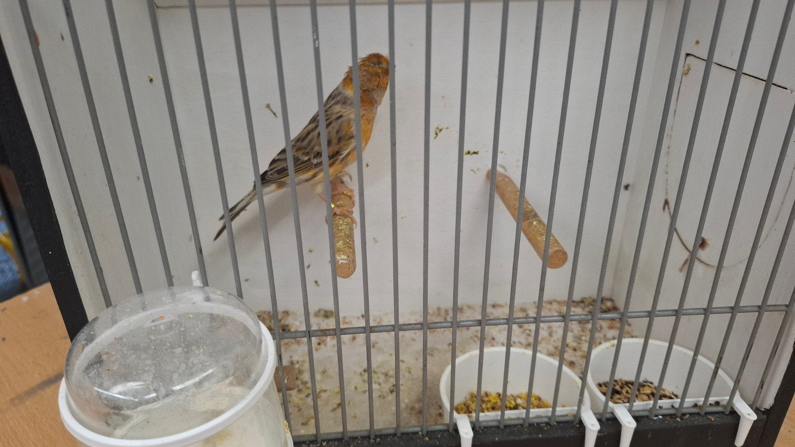 Kanarie te koop, Dieren en Toebehoren, Vogels | Kanaries, Mannelijk, Kleurkanarie