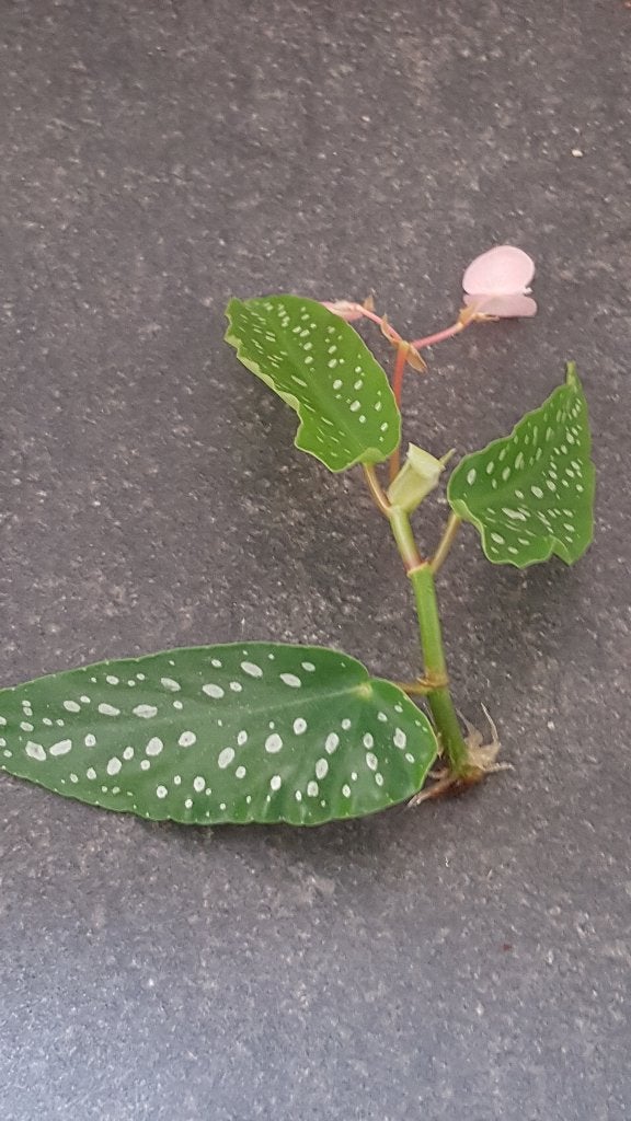 frisse stek van Begonia Tamaya kamerplant, Ophalen of Verzenden, Halfschaduw, Minder dan 100 cm
