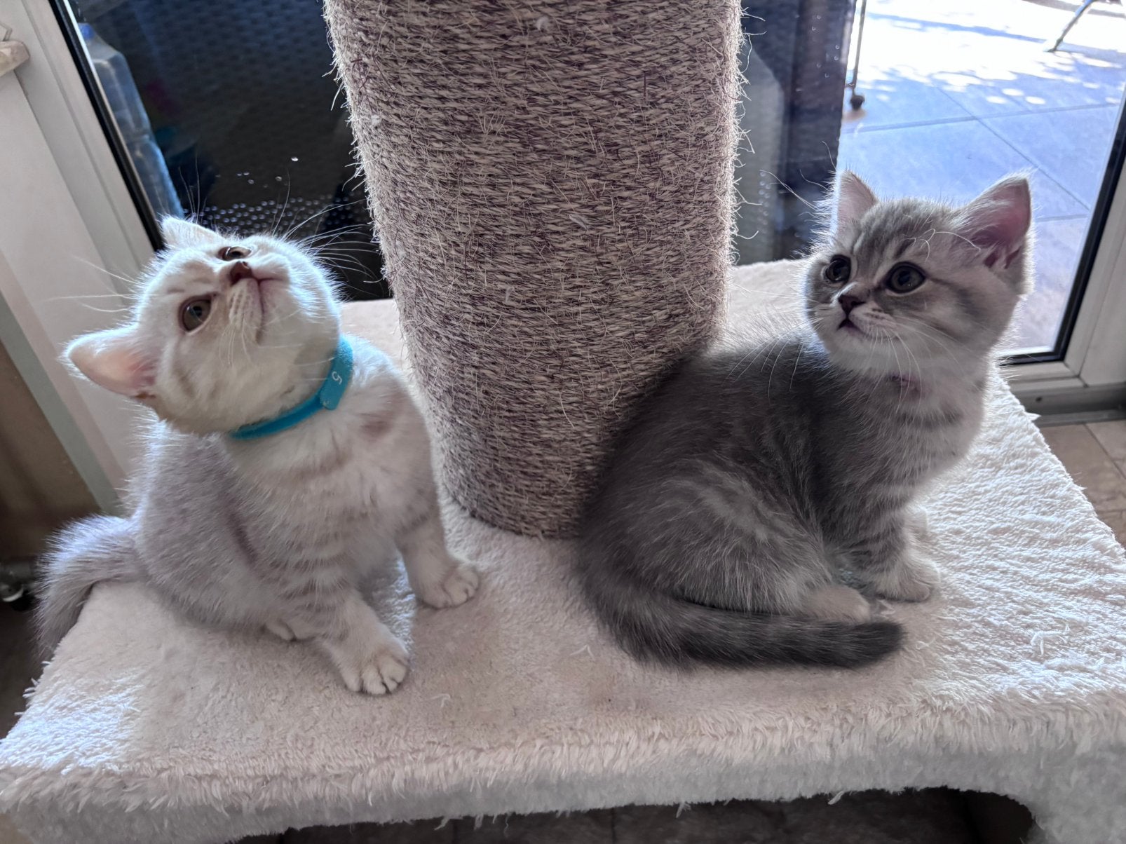 Britse korthaar kittens, Meerdere dieren, Ontwormd, 0 tot 2 jaar