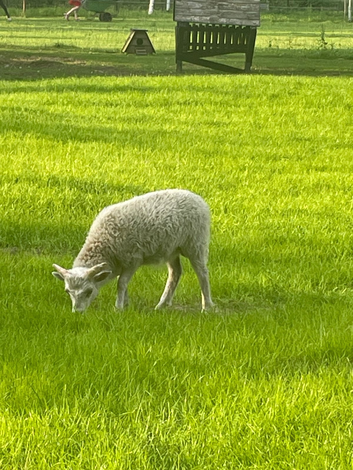 Quessant rammen, Mannelijk, Schaap