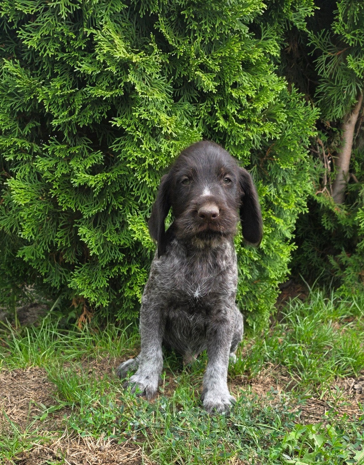 Duitse staande draadhaar pups met stamboom FCI, Dieren en Toebehoren, Honden | Setters en Staande honden, 8 tot 15 weken, Meerdere